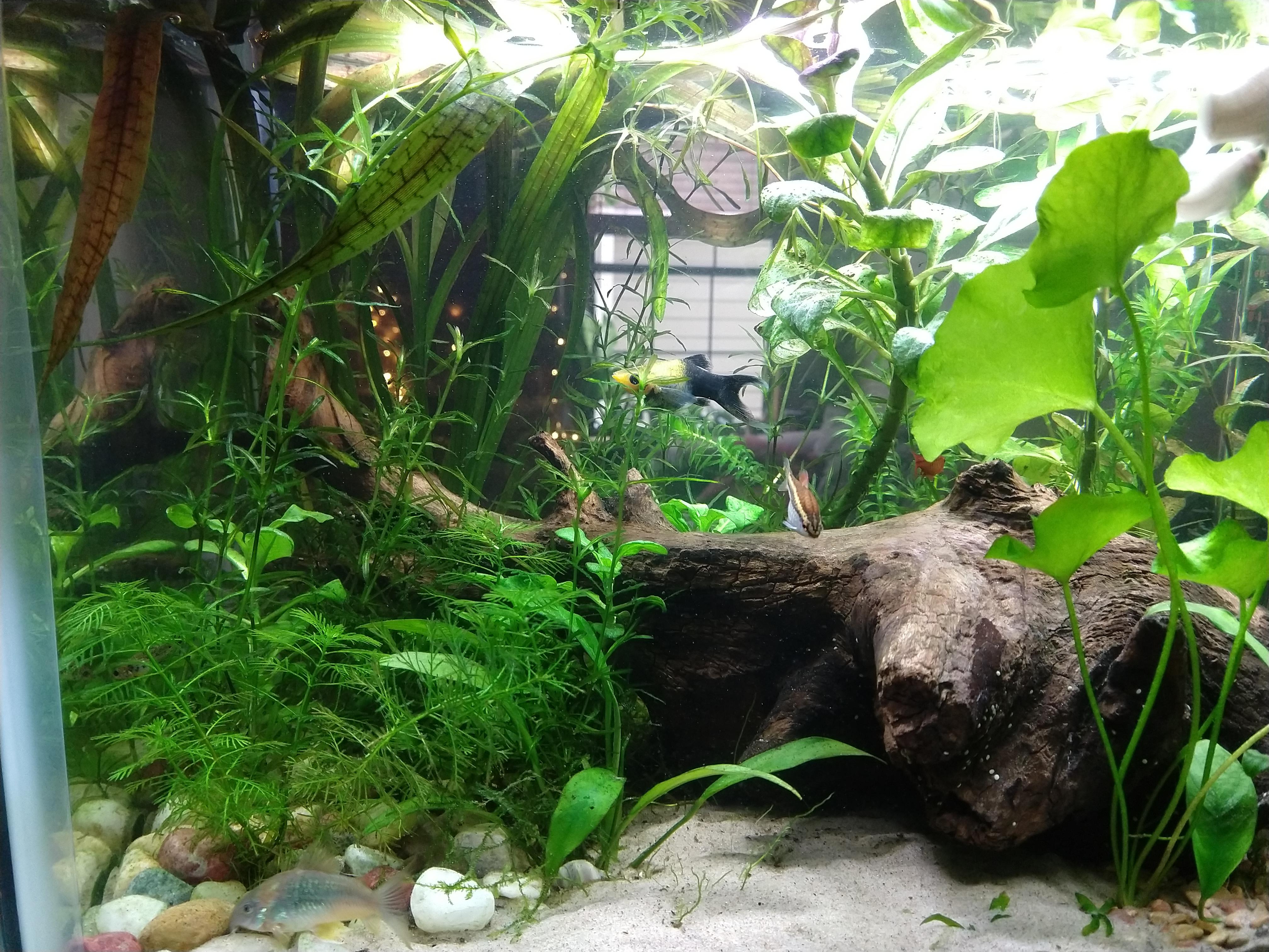 [FS] Lawrence KS 15 SHIPPED LOW TECH PLANT TRIM PACKAGE for your