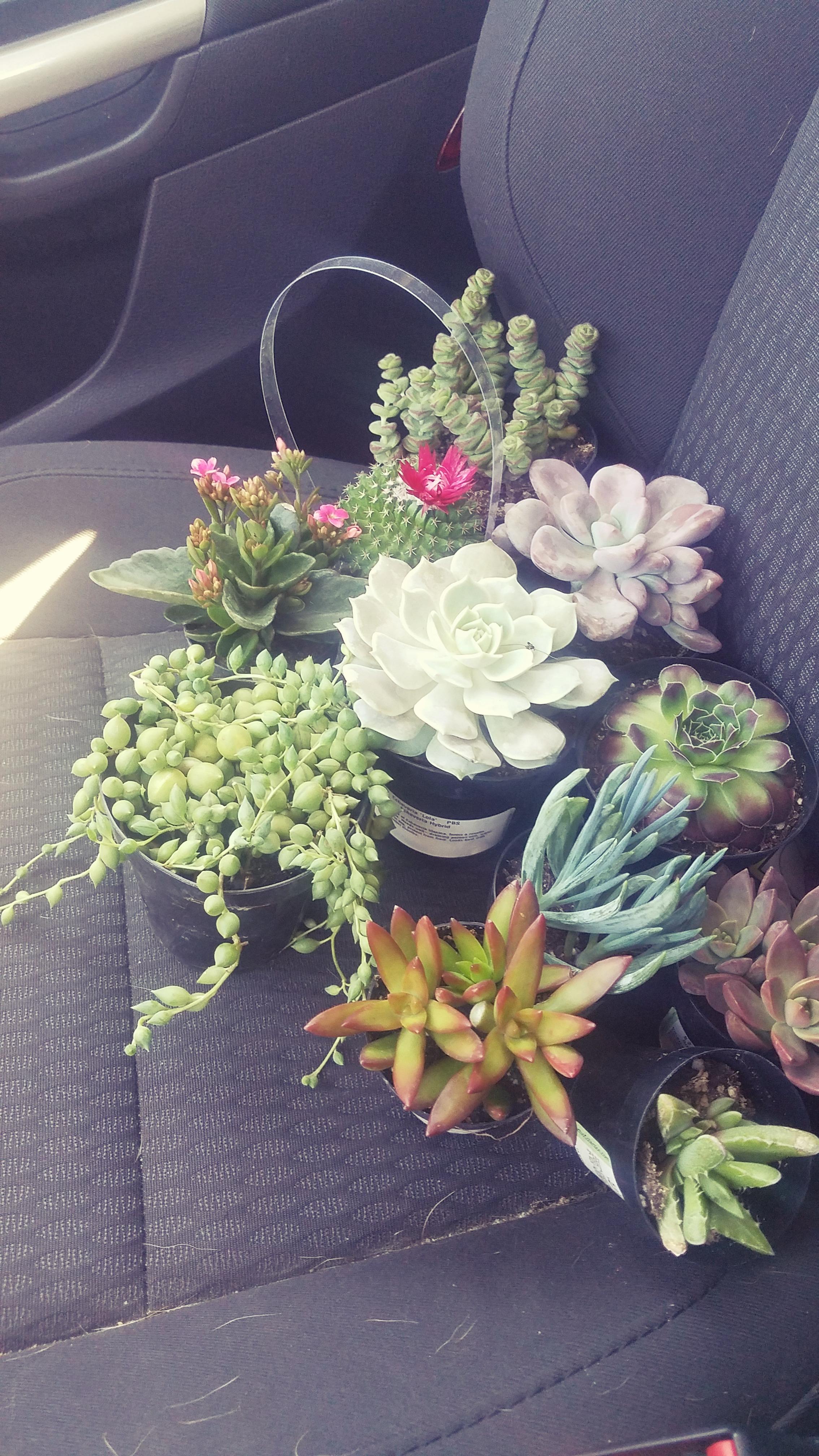 Lowes was having a sale 😍 r/succulents