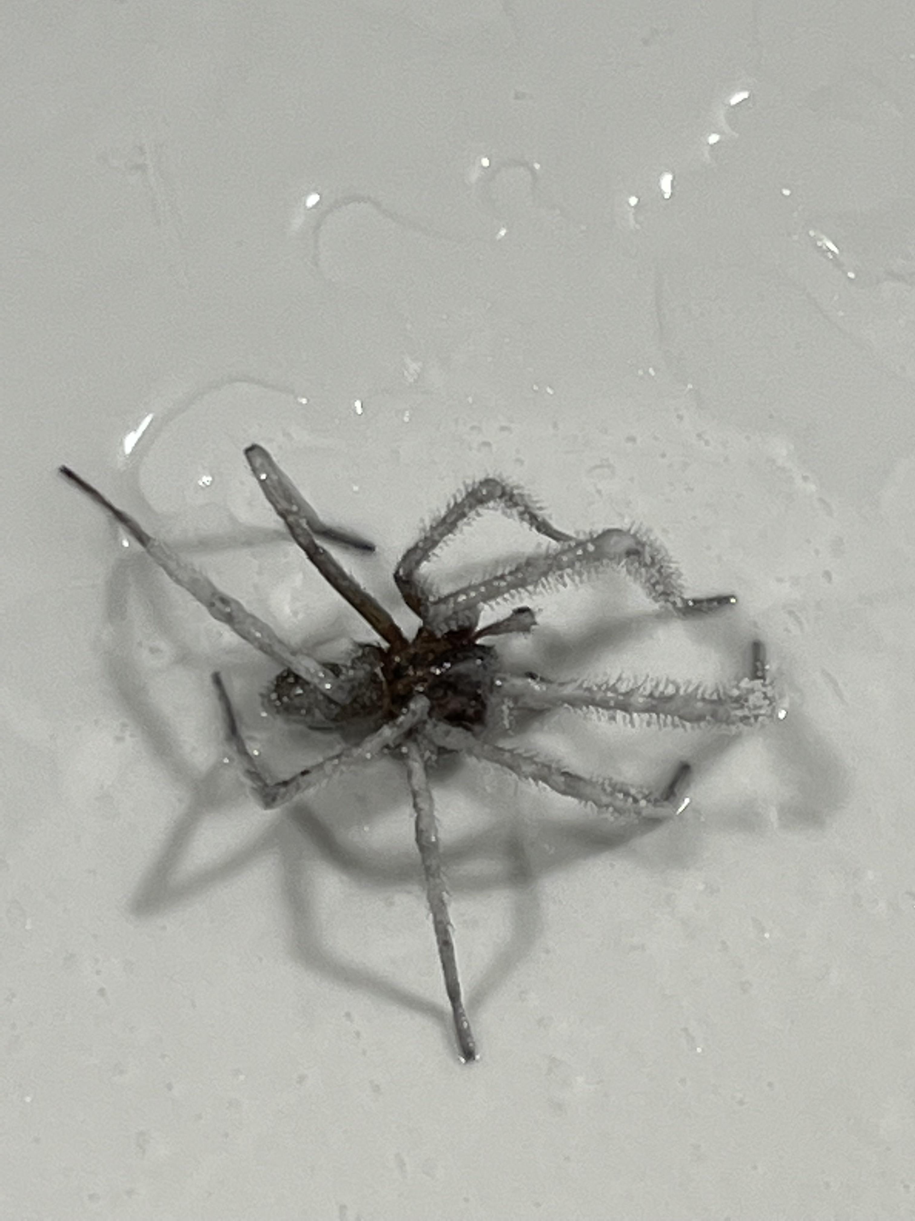 What kind of spider is this? For scale, it’s about 5” across and made