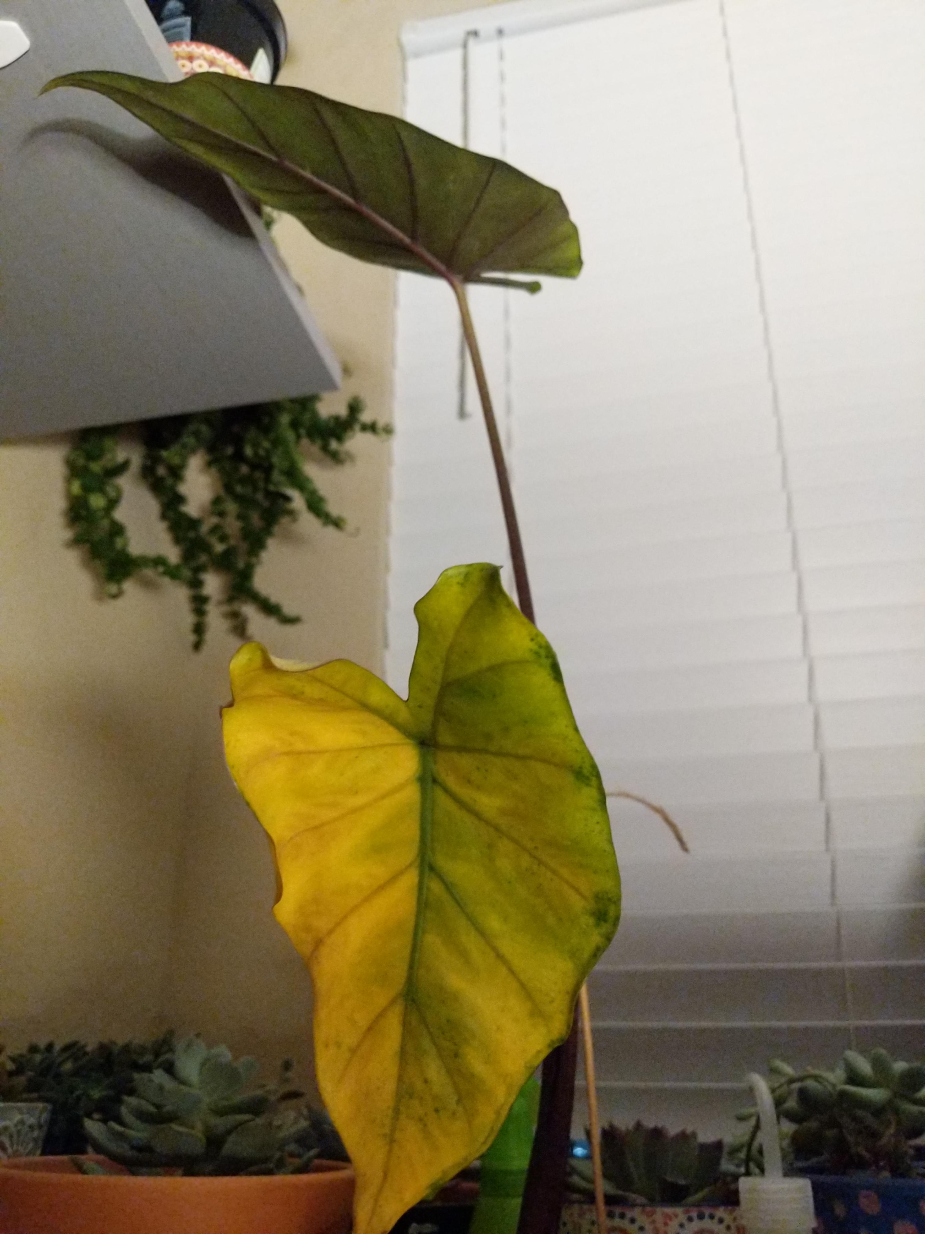 Help! Elephant Ear turning yellow r/houseplants