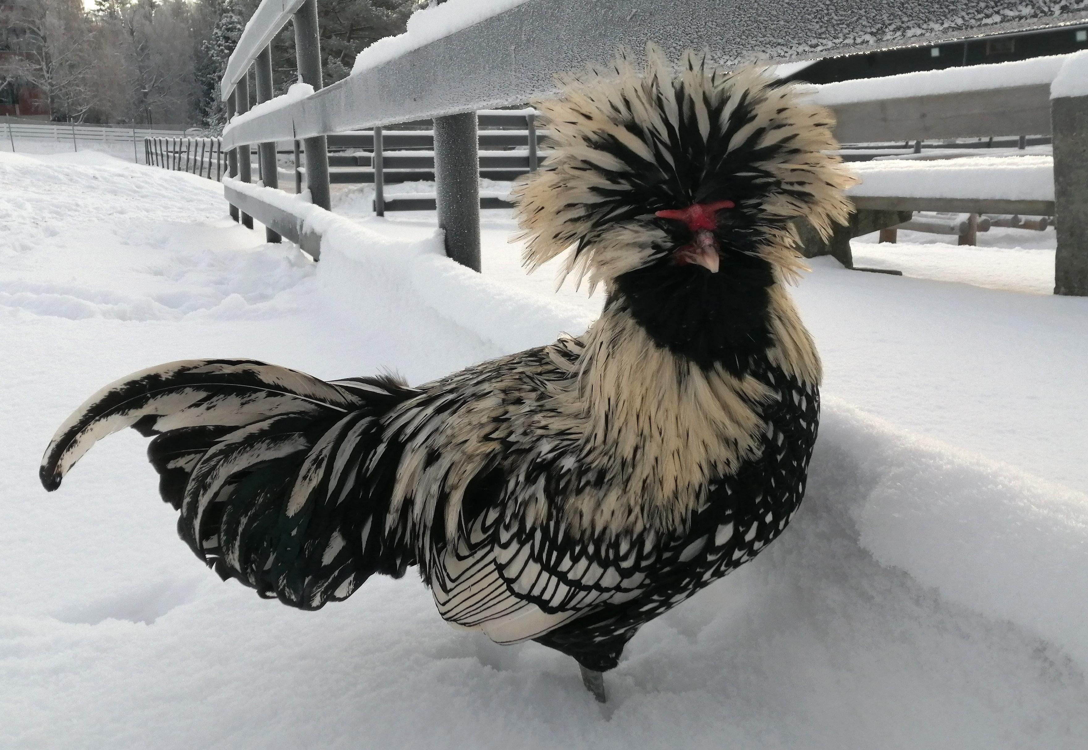 One of the coolest chickens I've seen r/chickens