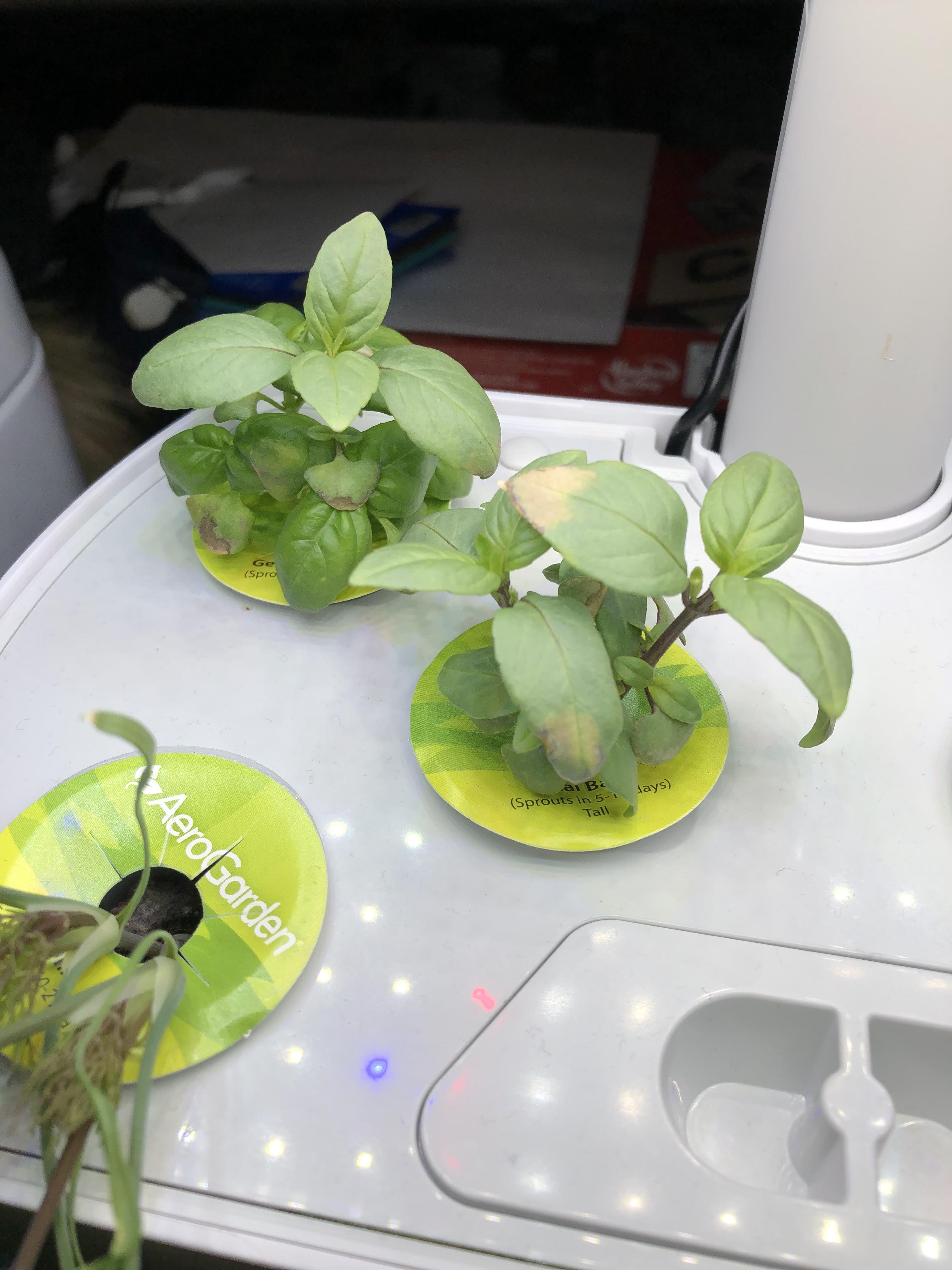 First aerogarden! Why are my basil leaves browning? r/aerogarden