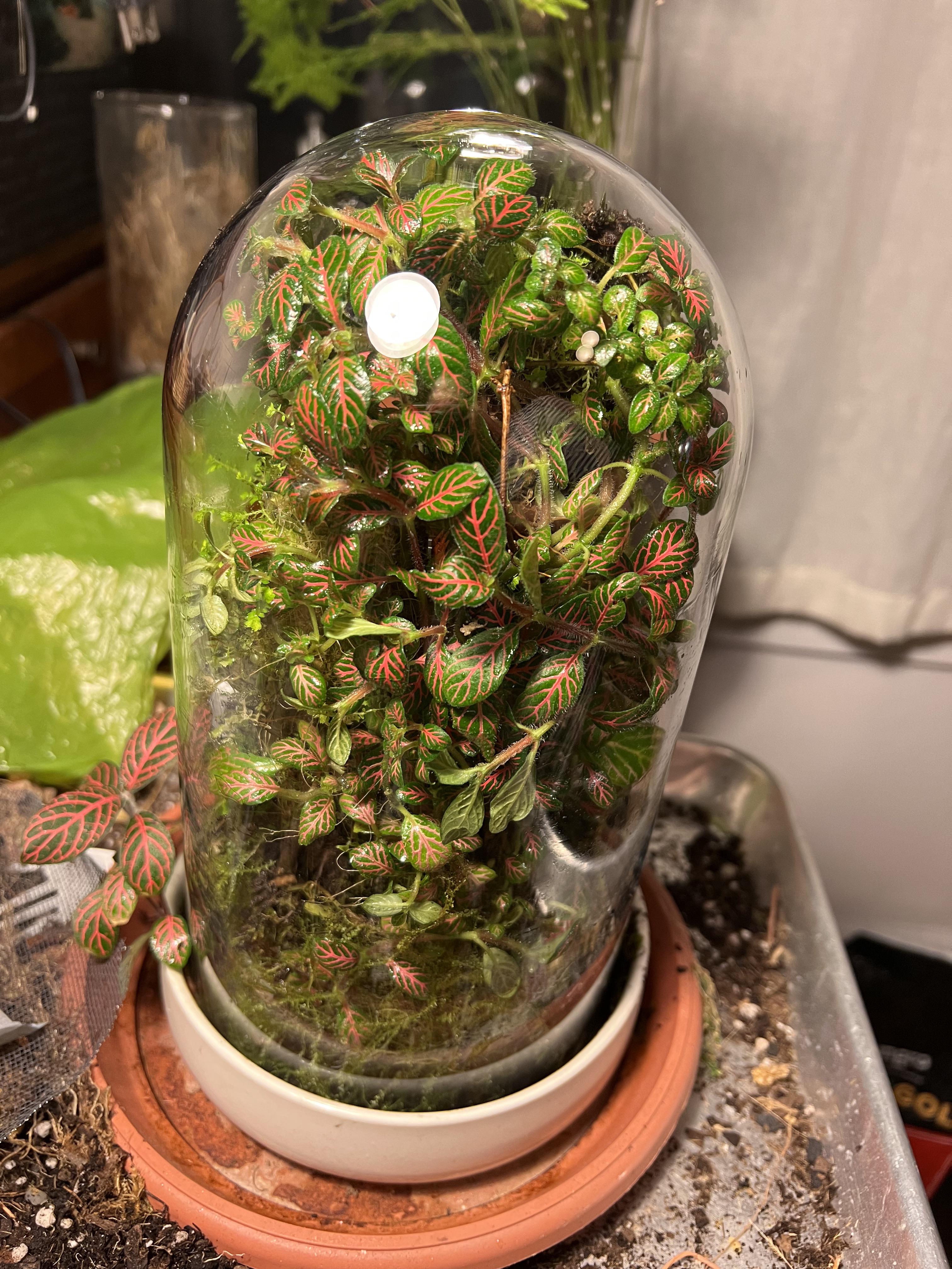 The Overgrown terrarium. keep it it’s beautiful, or time for a trim