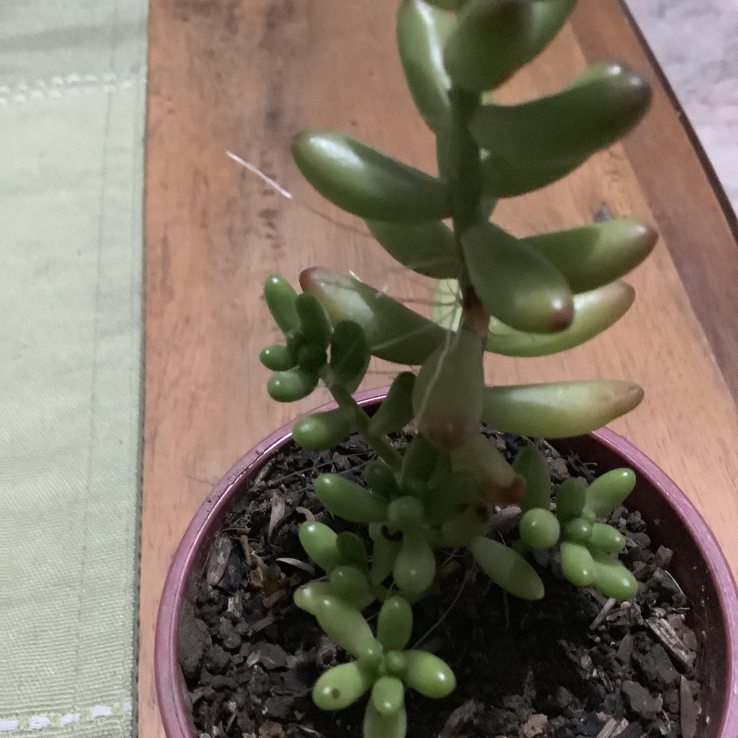 Why are roots growing from the stem of my jelly bean