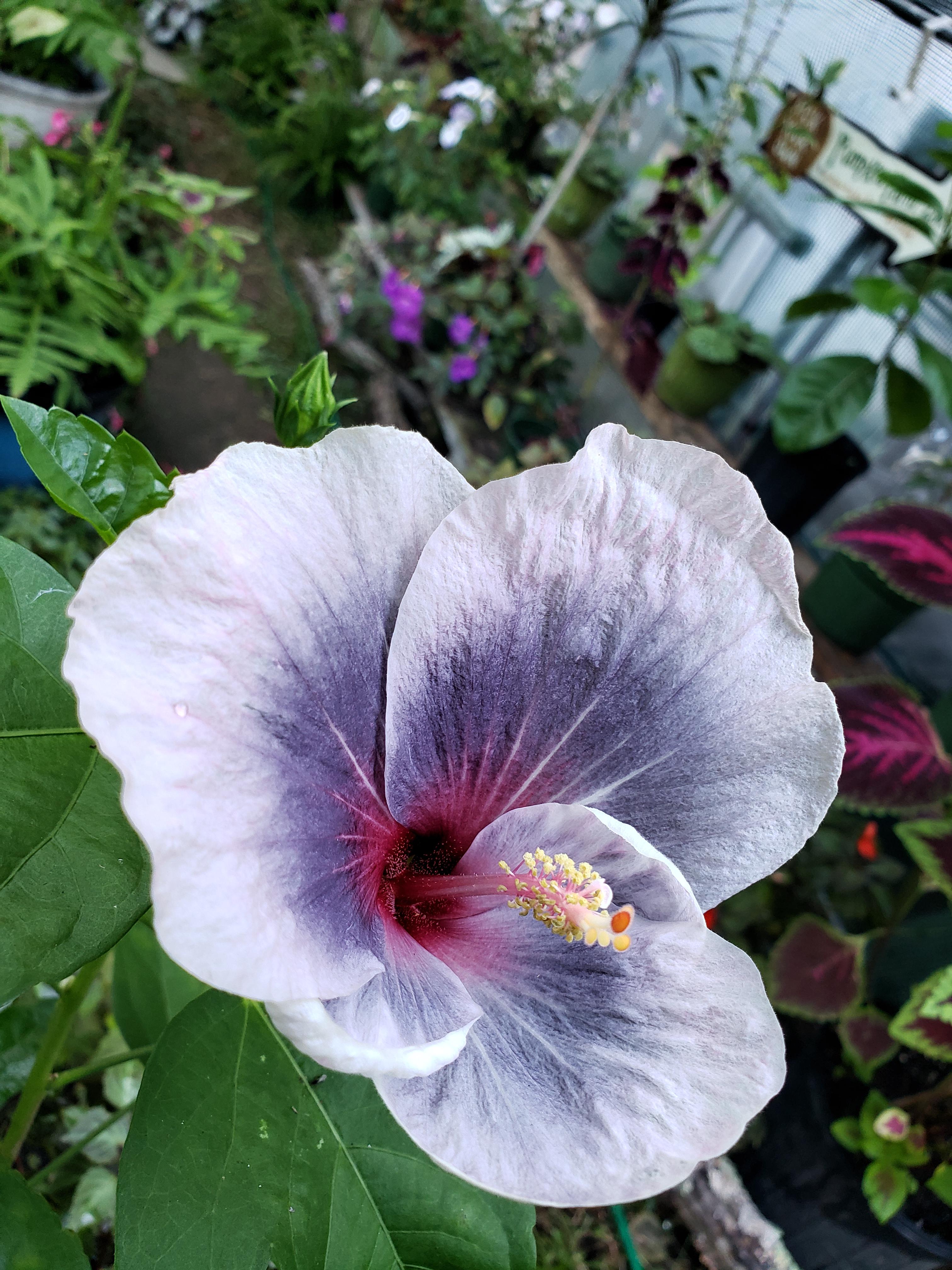 Deformed midnight tryst hibiscus bloom. Located in Tennessee, near the