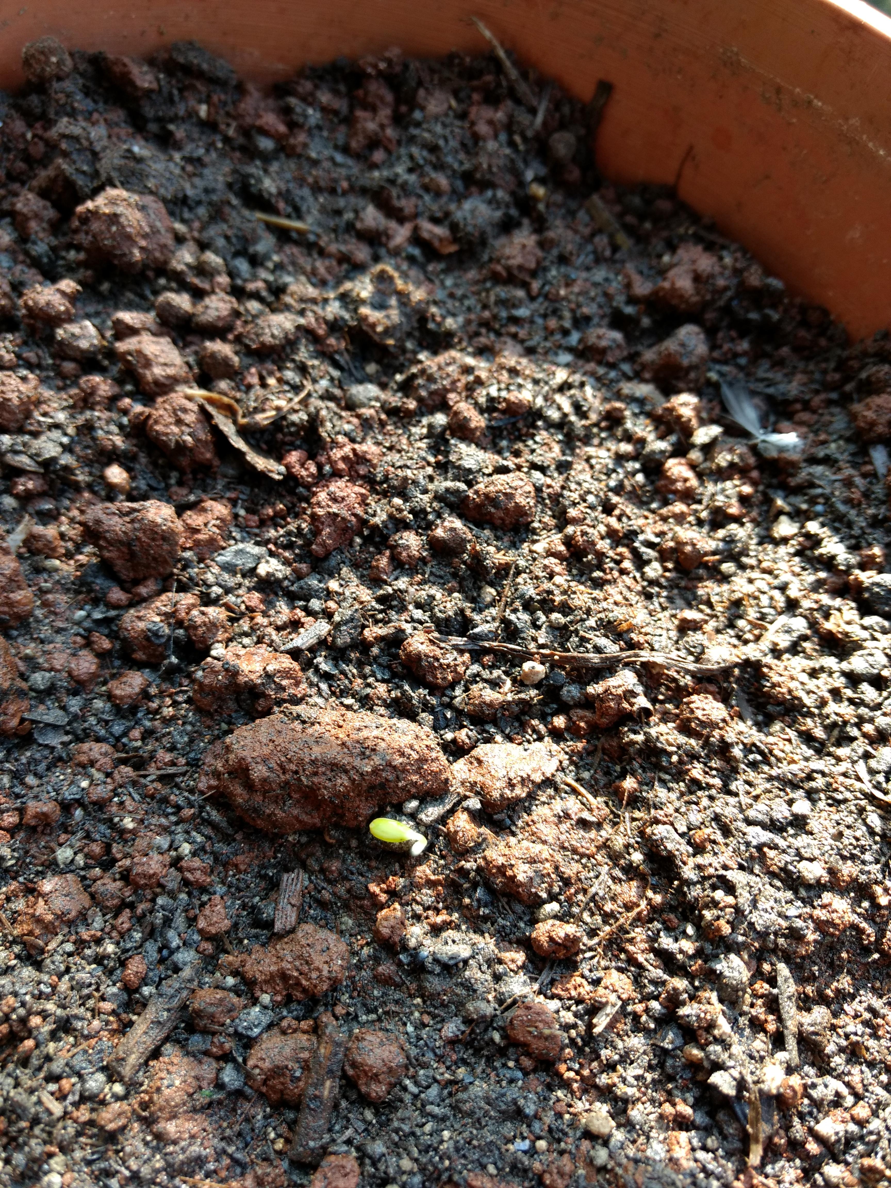 Dahlia seeds germinated and grew for two days before dying inexplicably