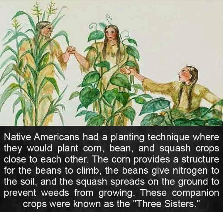 Native American Farming Techniques r/Damnthatsinteresting