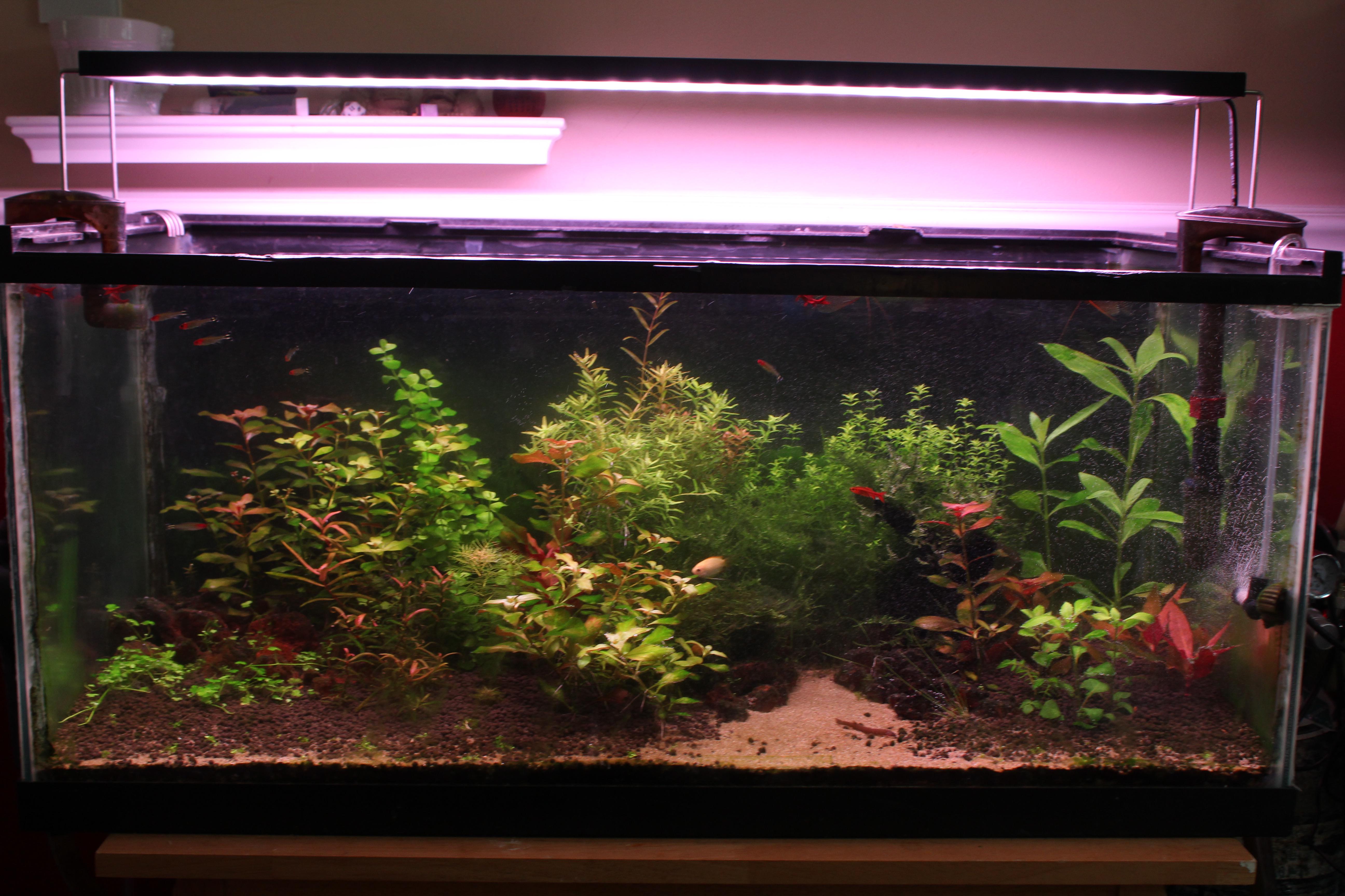 [FS] Warrensburg, MO 30 Freshwater Aquatic Plants r/AquaSwap