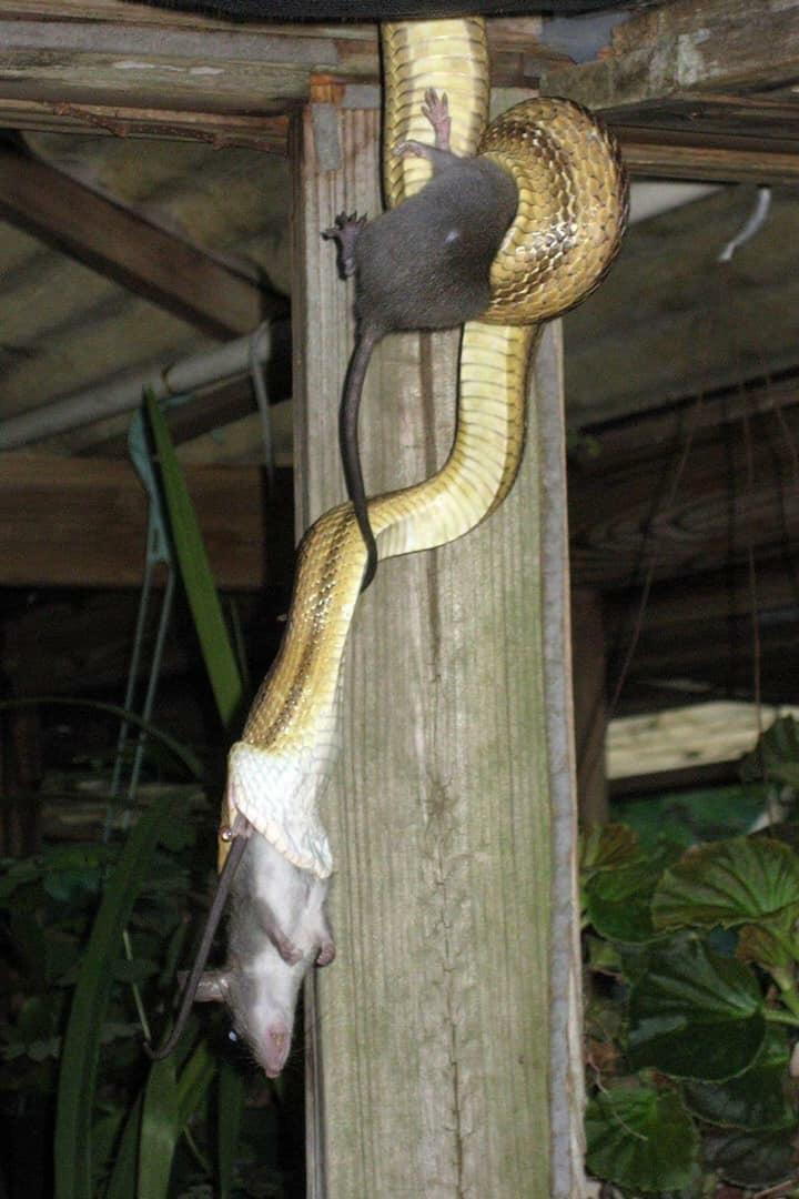 Yellow rat snake multitasking. Never too busy to pass up a good
