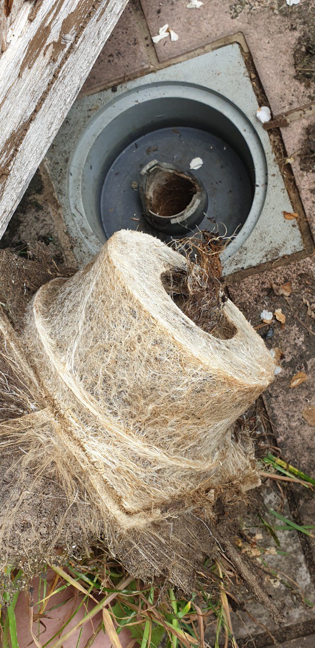 oh so thats why the drain on my patio was clogged. lmao r/rootporn