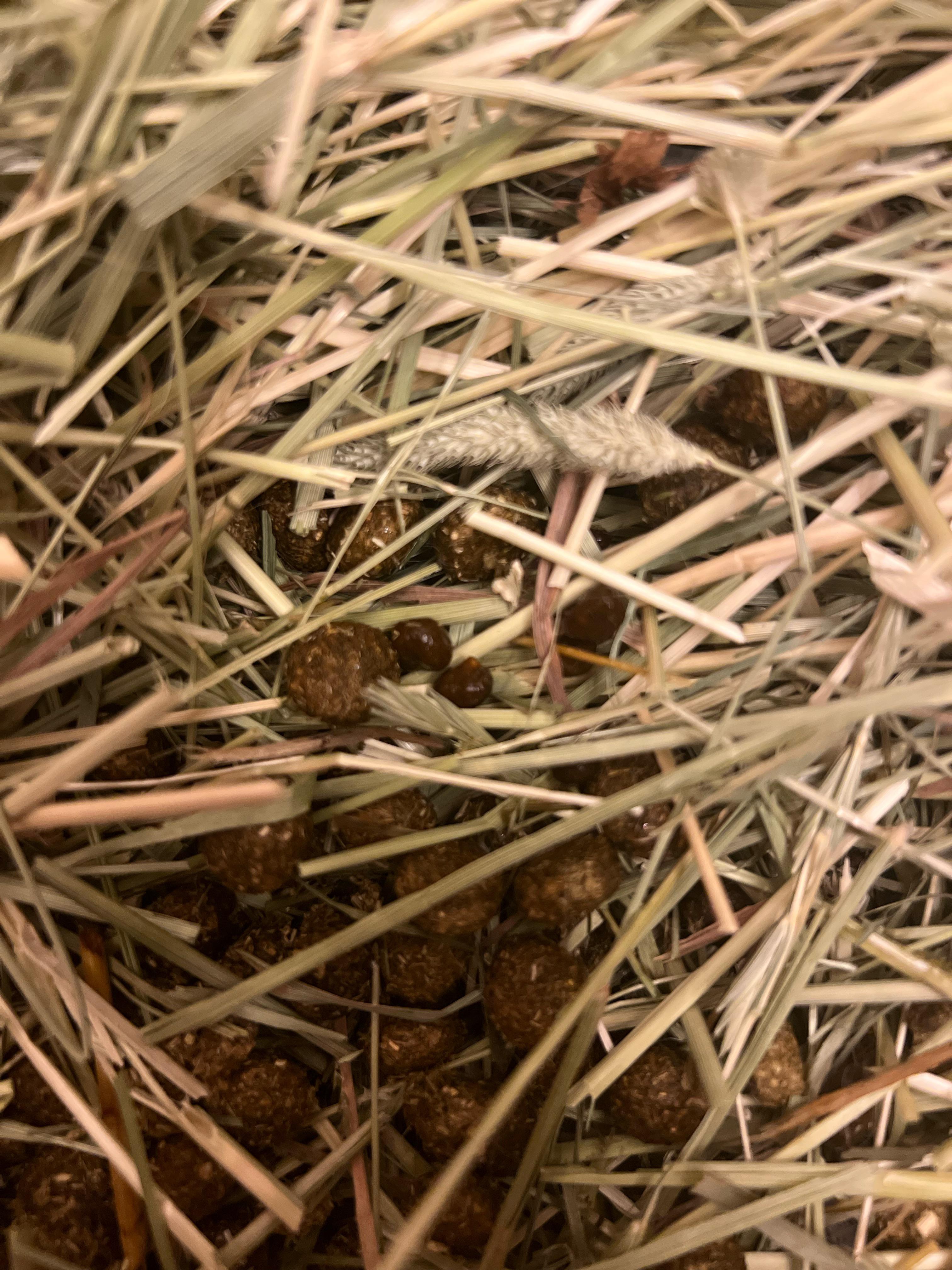 Small poops noticed, help! It’s late at night where I am, is this an