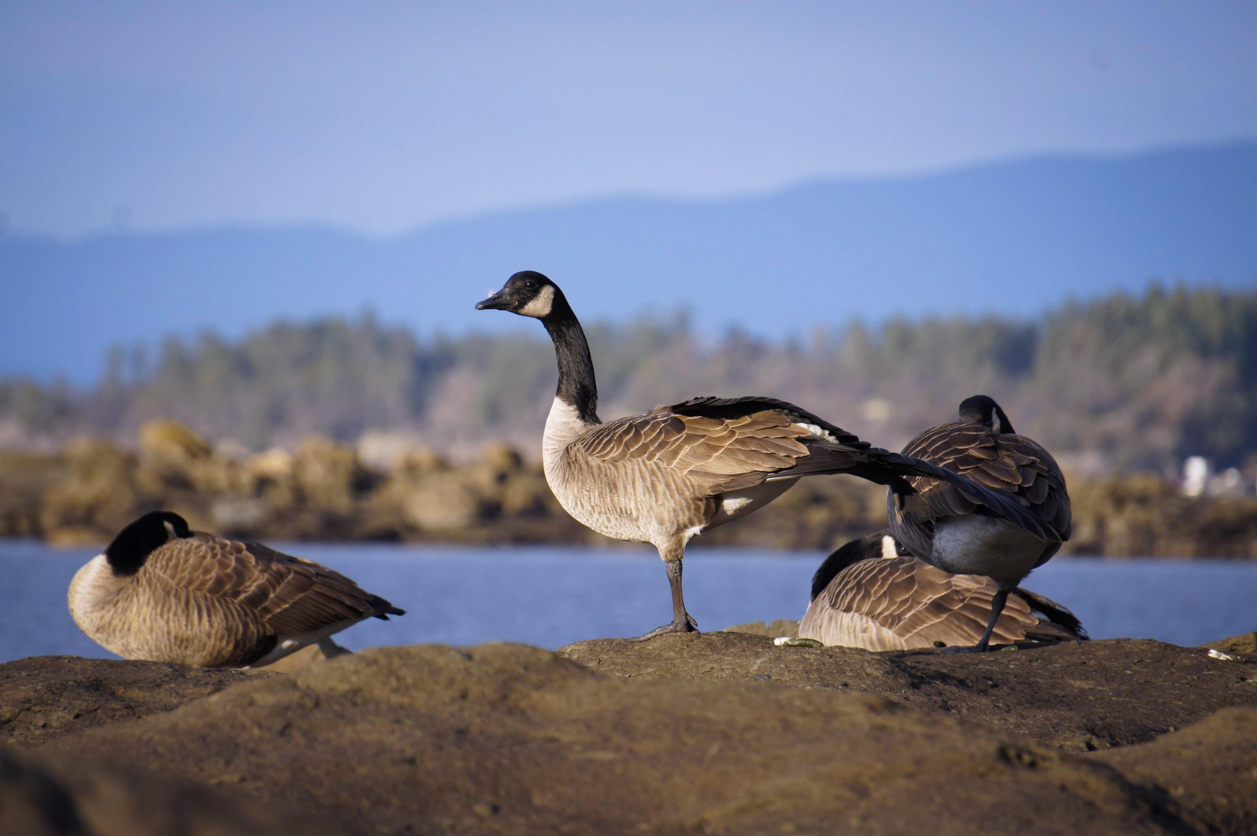 Got to witness some goose yoga today! r/naturephotography
