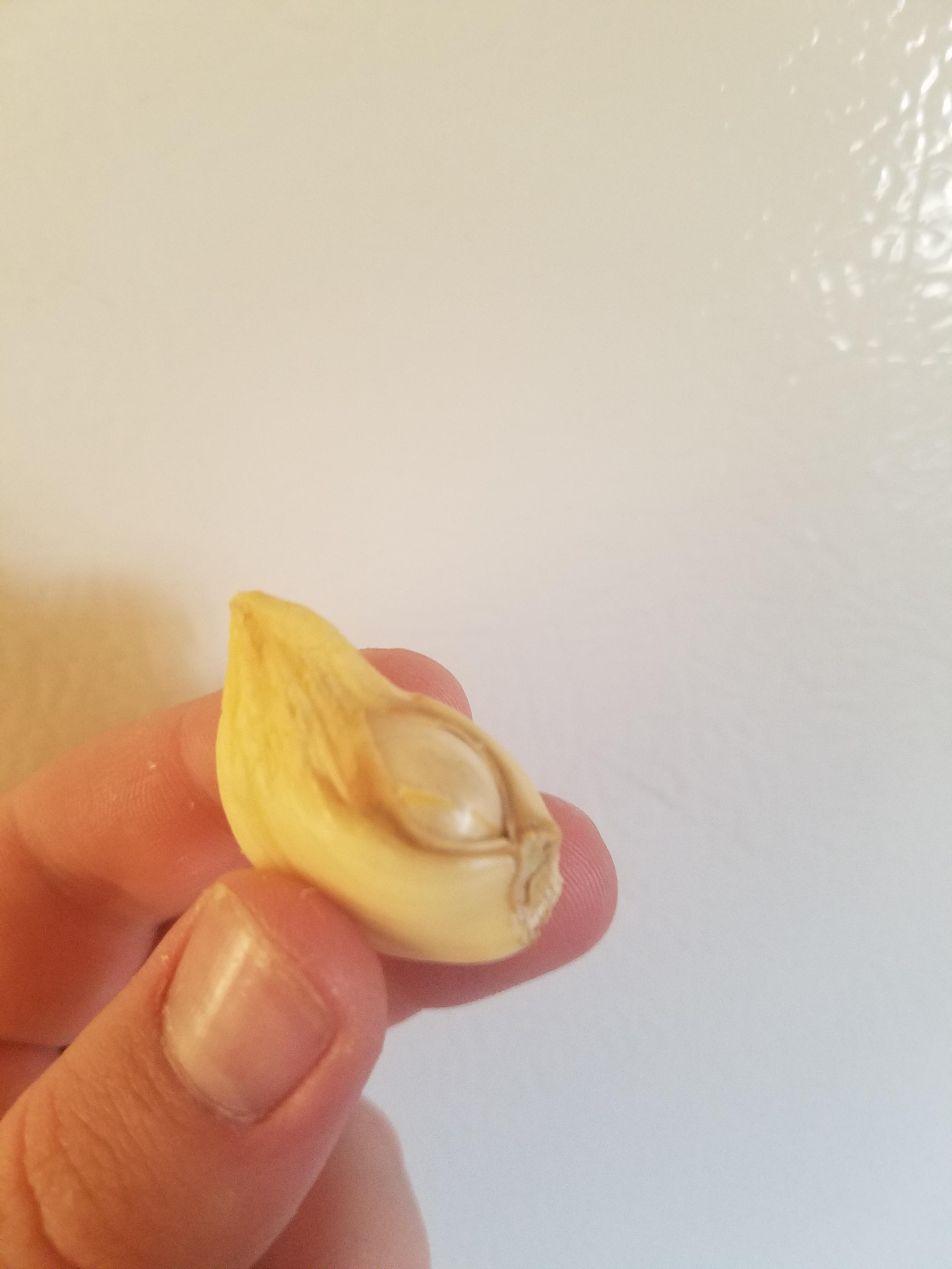 A garlic clove with another garlic clove inside of it r/mildlyinteresting