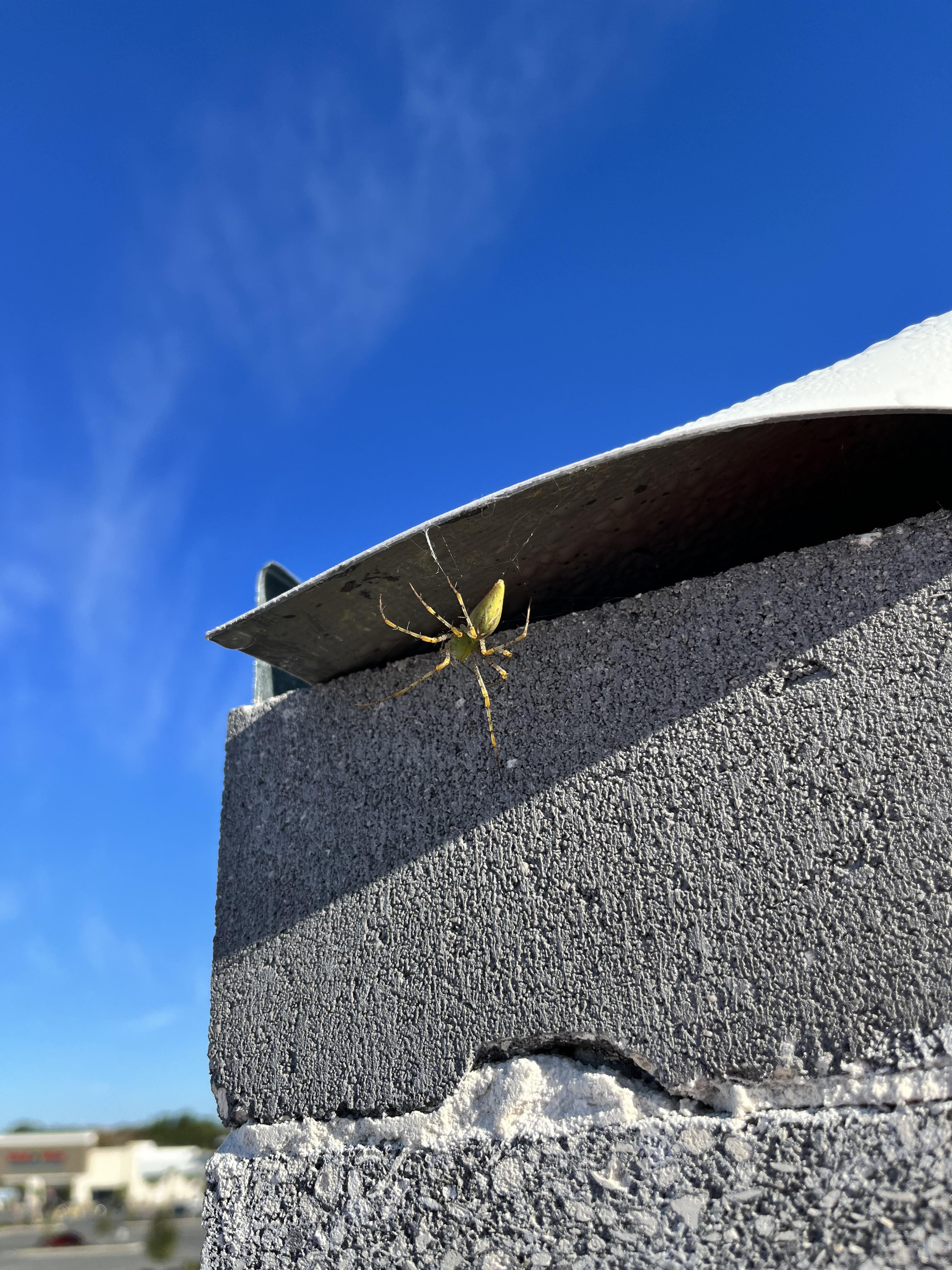 Can anyone tell me what type of spider this is? Saw it while roofing