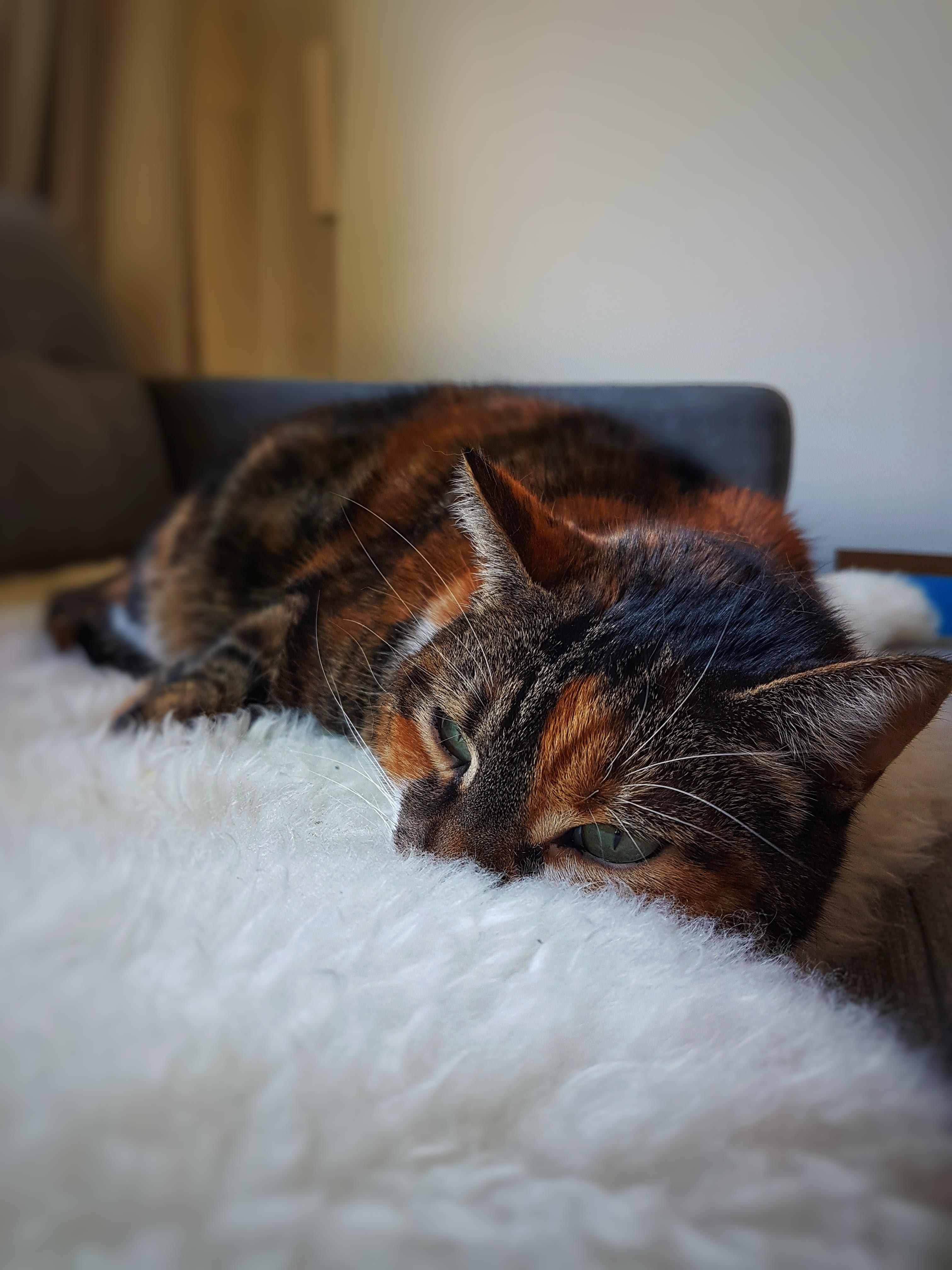 A lovely picture of my cat on some sheep fur r/cats