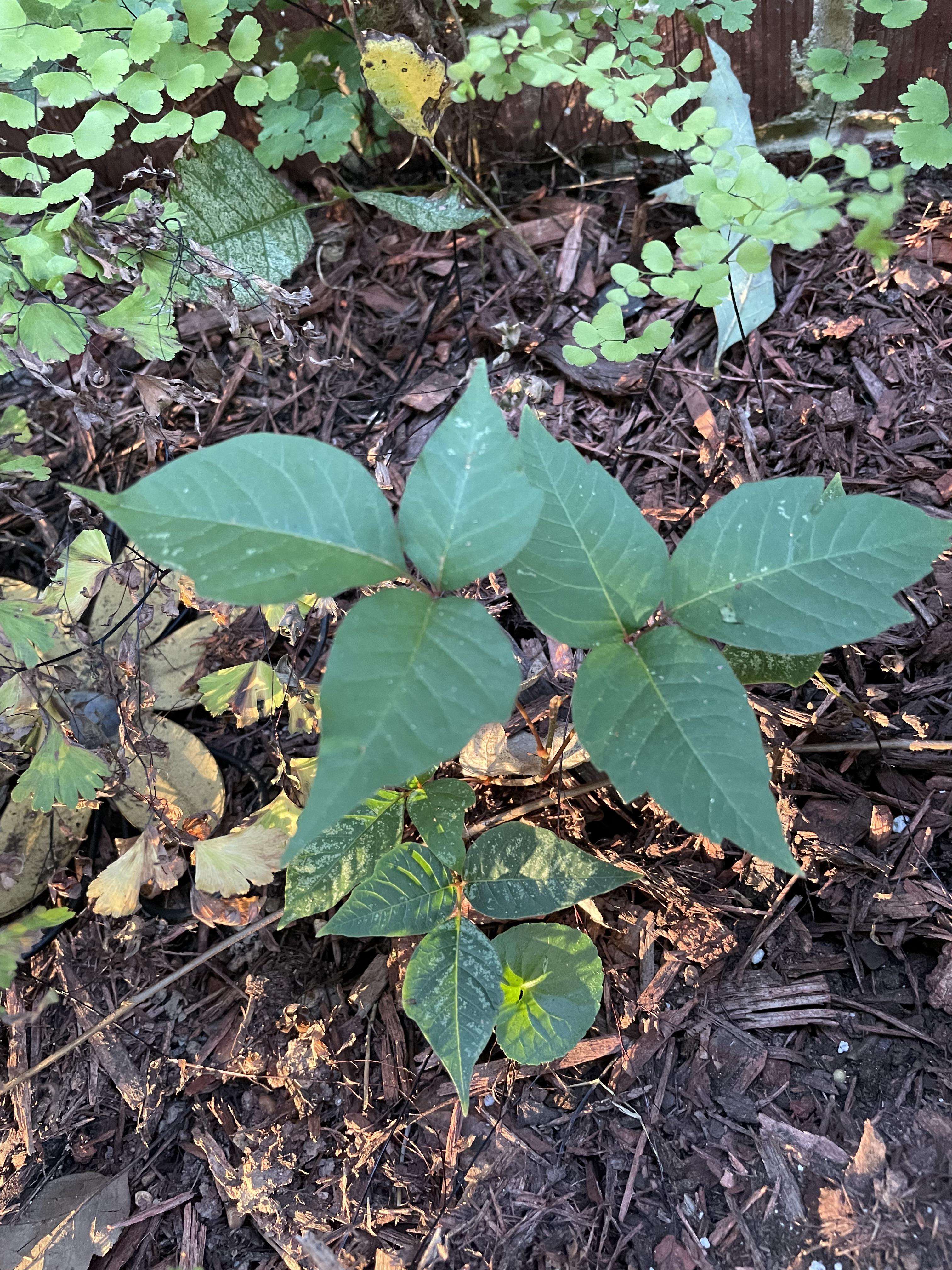 Is this poison ivy? East Tennessee yard. r/whatsthisplant
