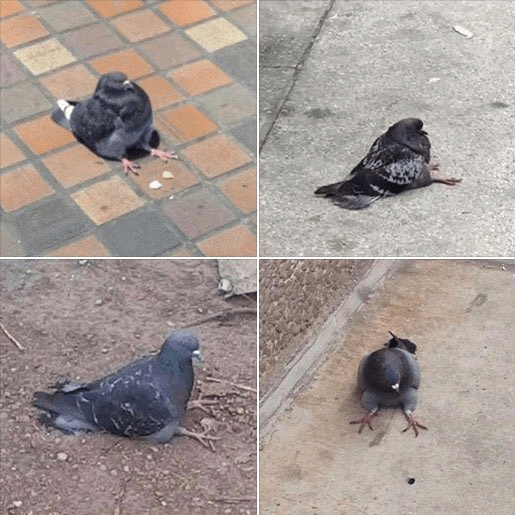 Sitting Pigeon looks adorable r/aww