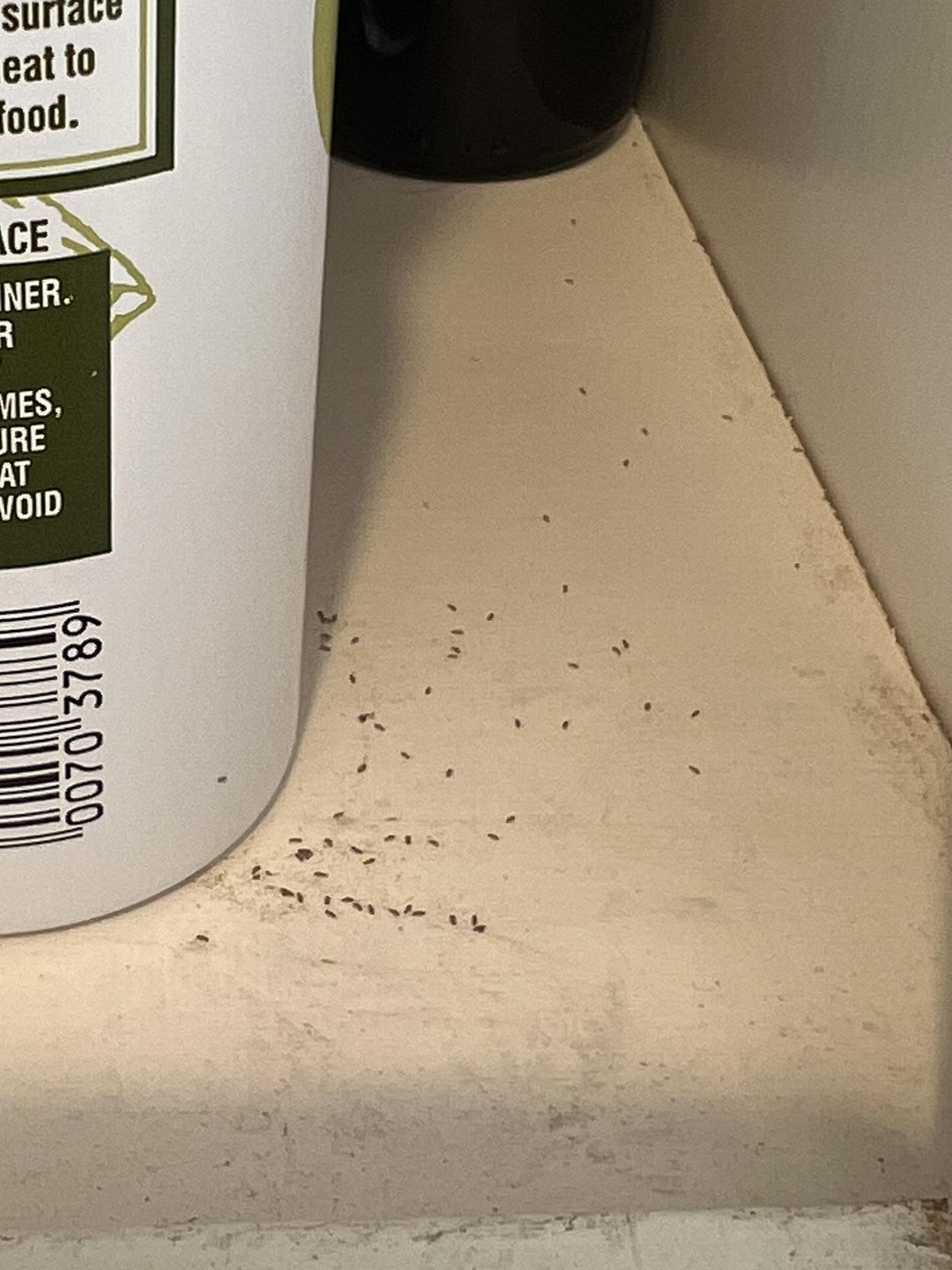 What are these little bugs found in kitchen r/whatisthisbug