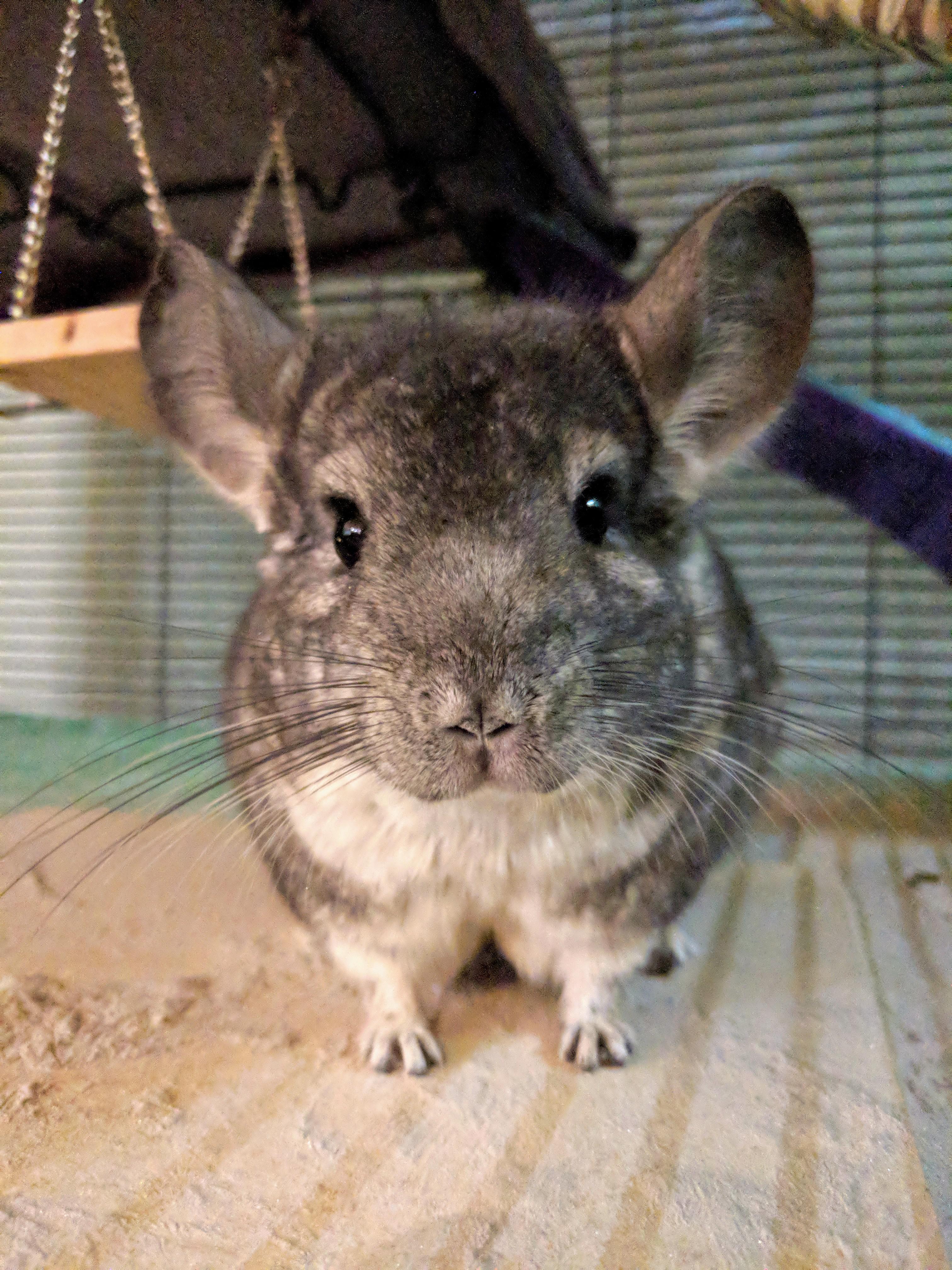Meet the dumpling. Just brought home from chinchilla