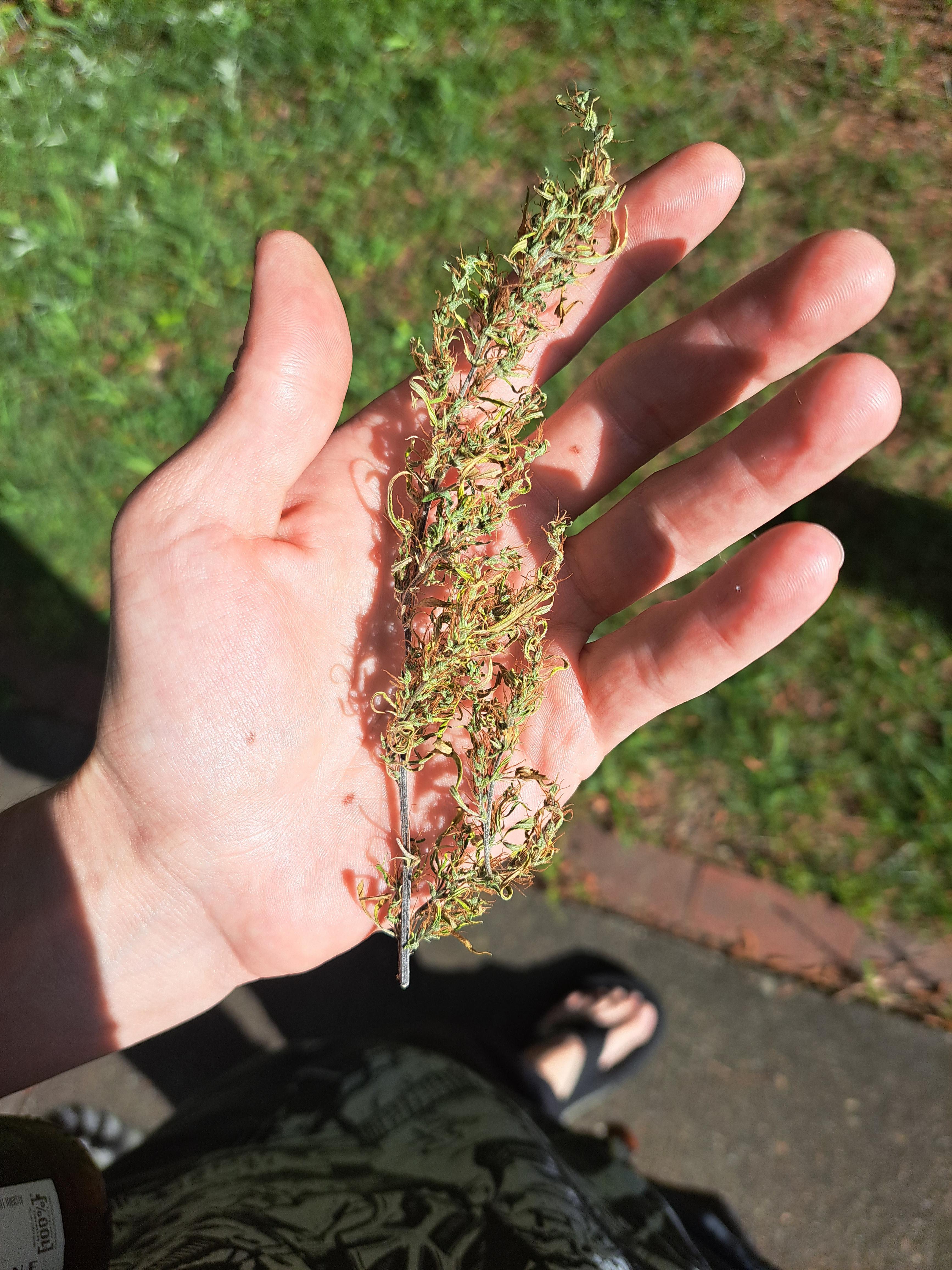 Colombian Gold x Oaxacan Mexican 1972 Landrace Strain How Old Is