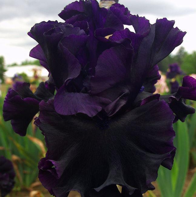 Iris Germanica Raven Girl r/flowers