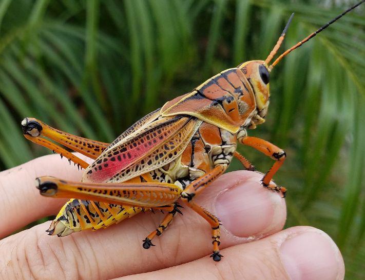 Florida Lubber are some of the largest in the