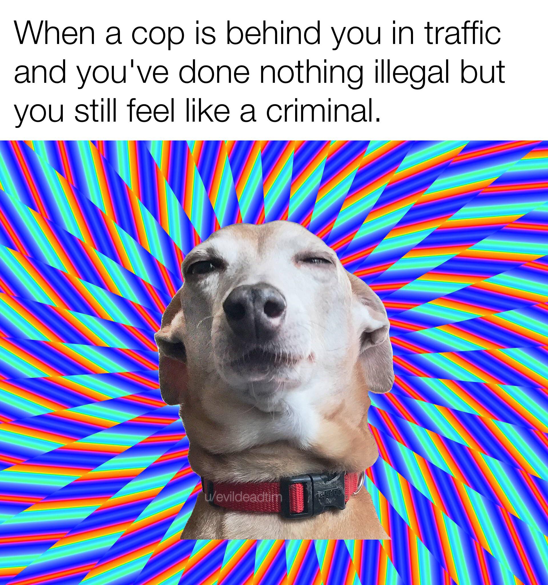 Quick, hide the biscuit!!! r/memes