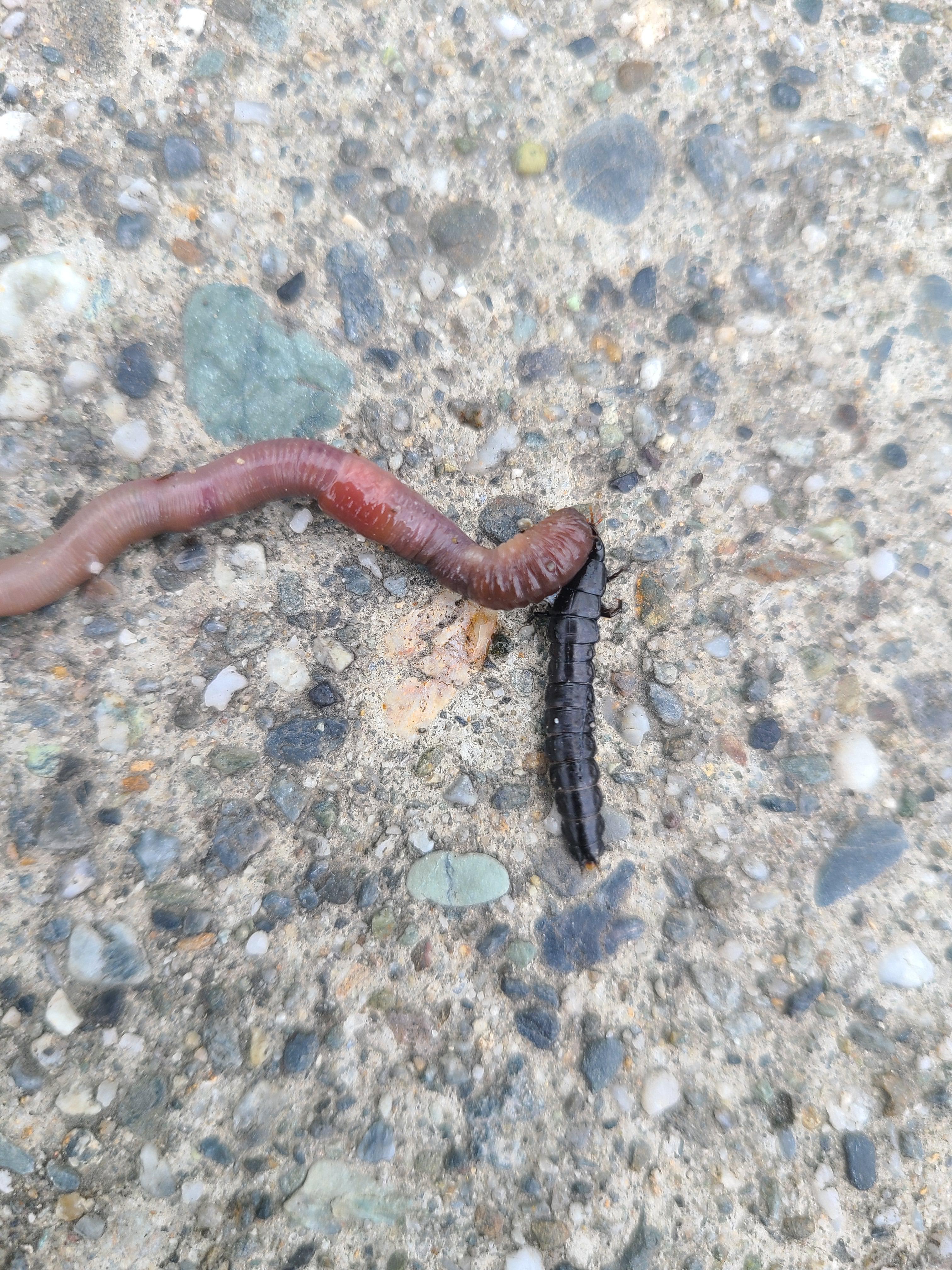 The black bug that is hunting this worm. It has a tiny pincer on its