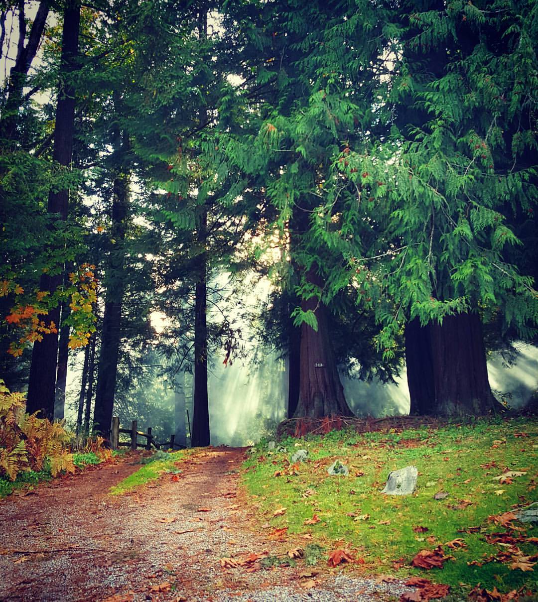 Mist coming through the redwoods of Washington State [1080x1209] [OC