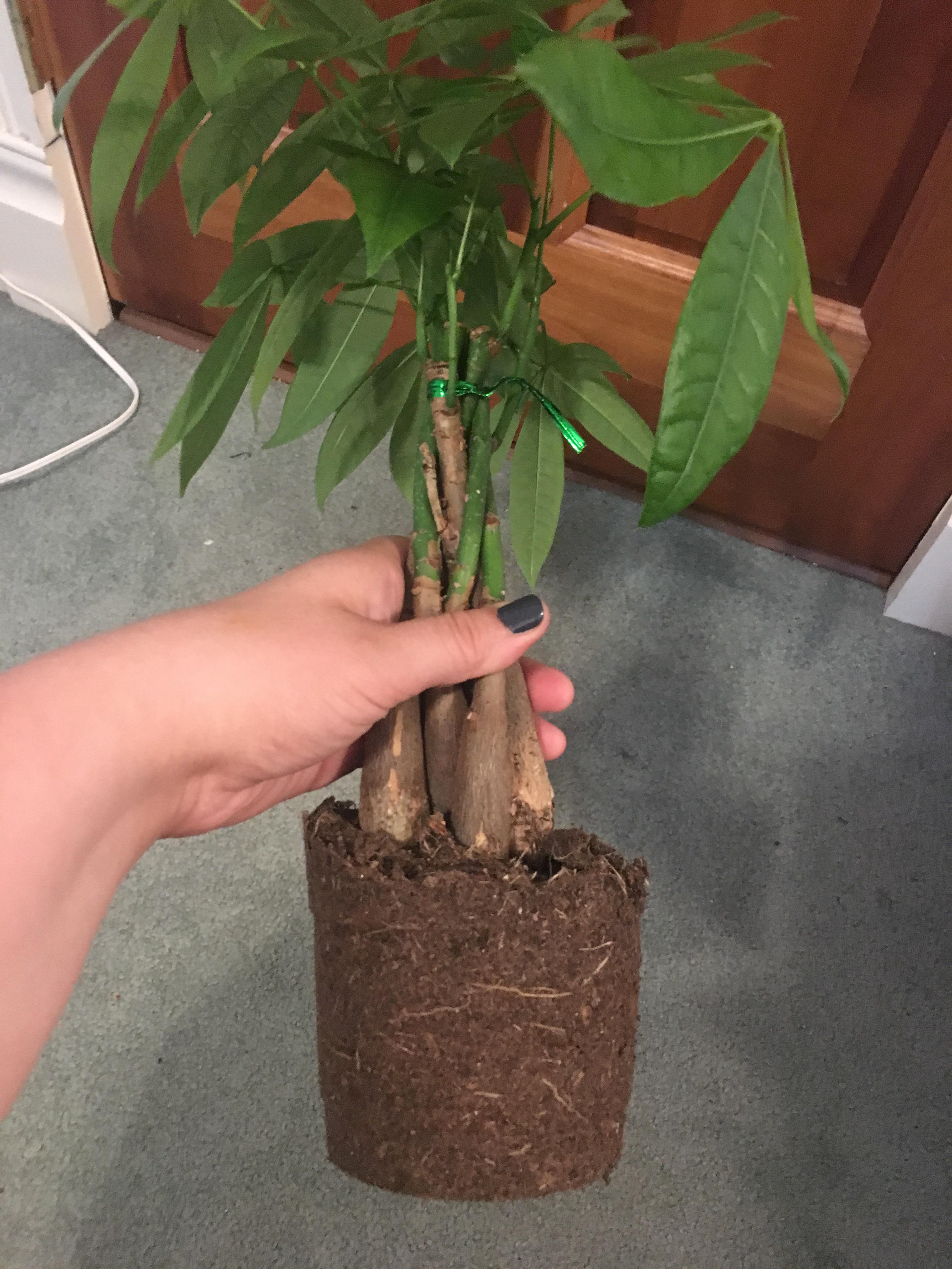 Braided money tree soil (more in comments) r/houseplants