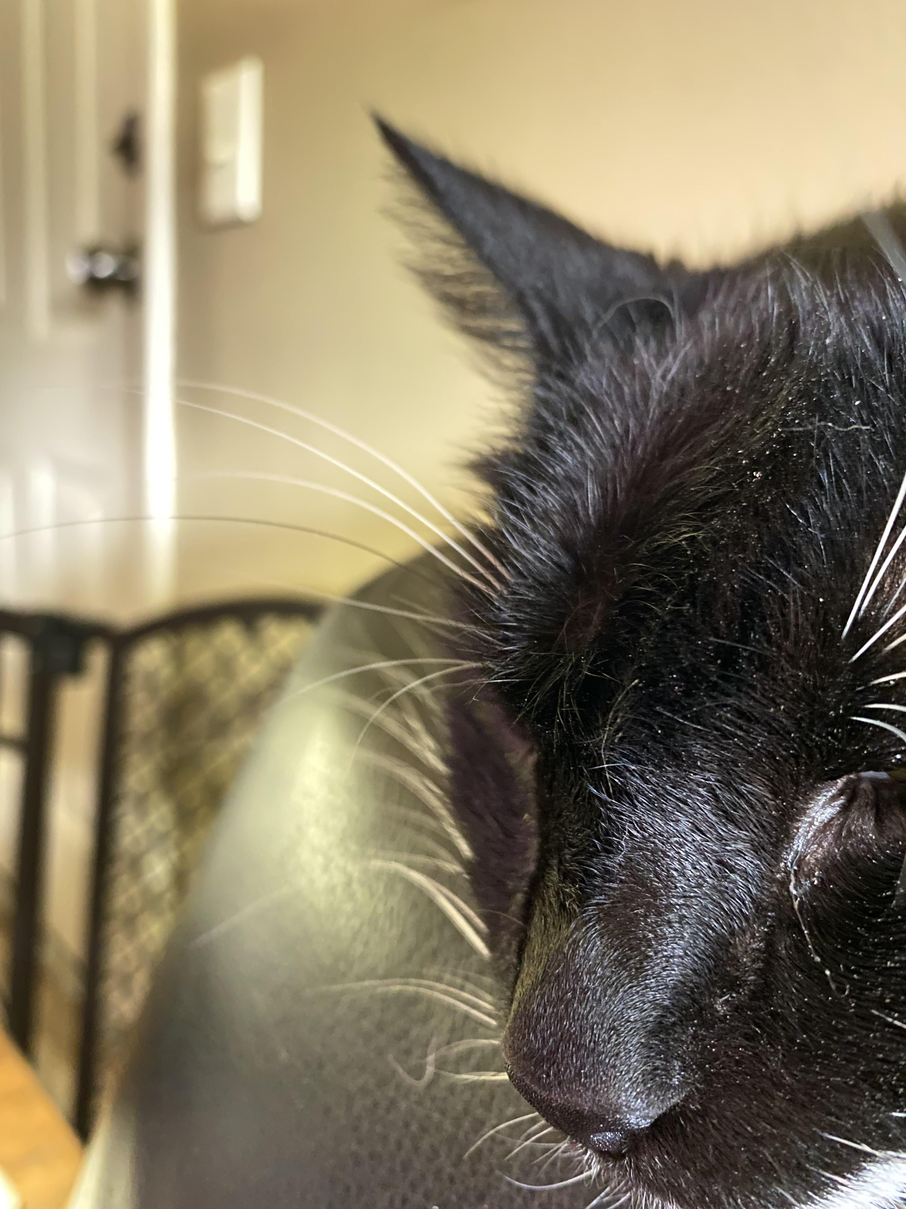 My cat grew a black whisker r/mildlyinteresting