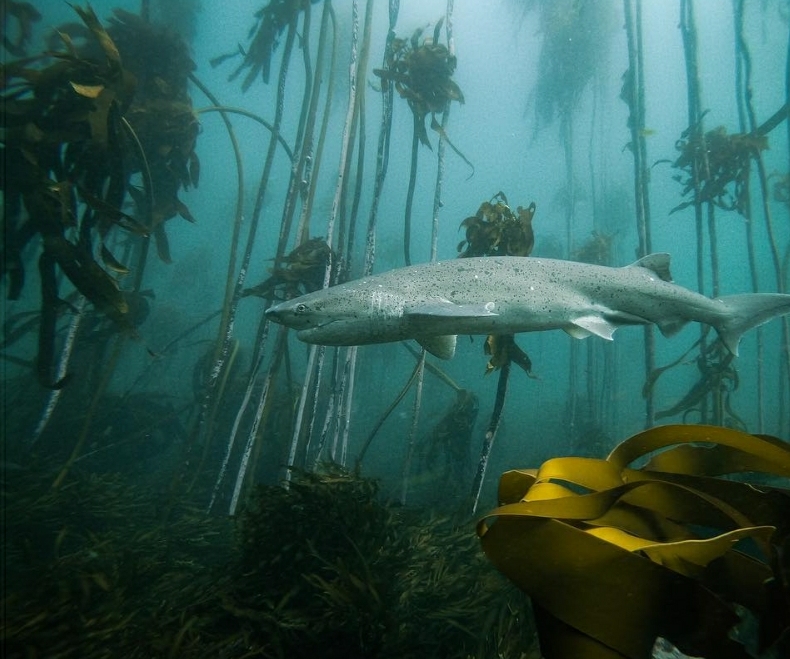 🔥 underwater forest 🔥 r/NatureIsFuckingLit