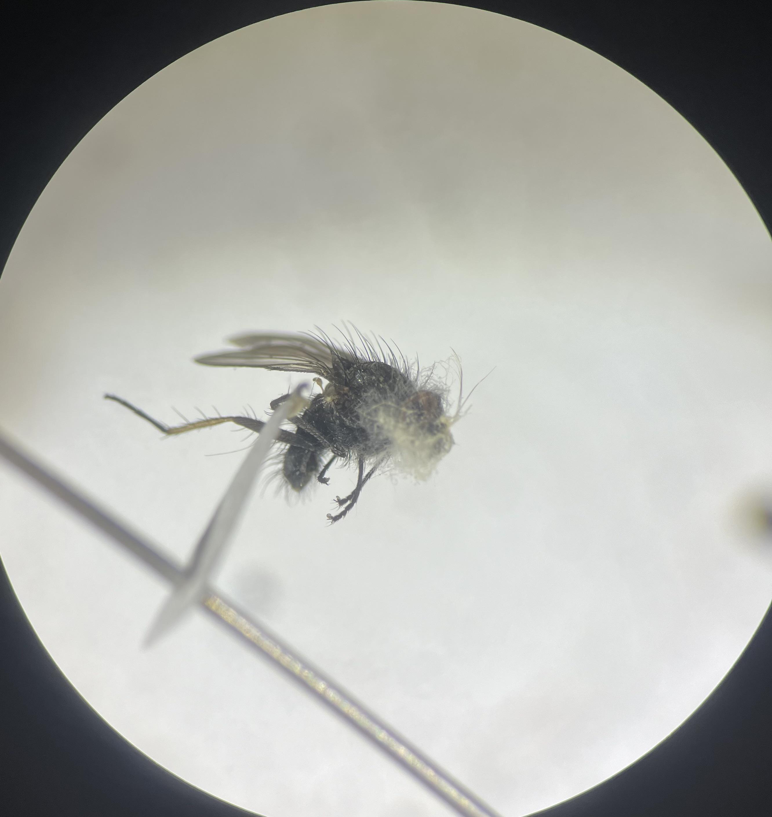 White fuzz on insect specimen r/Entomology