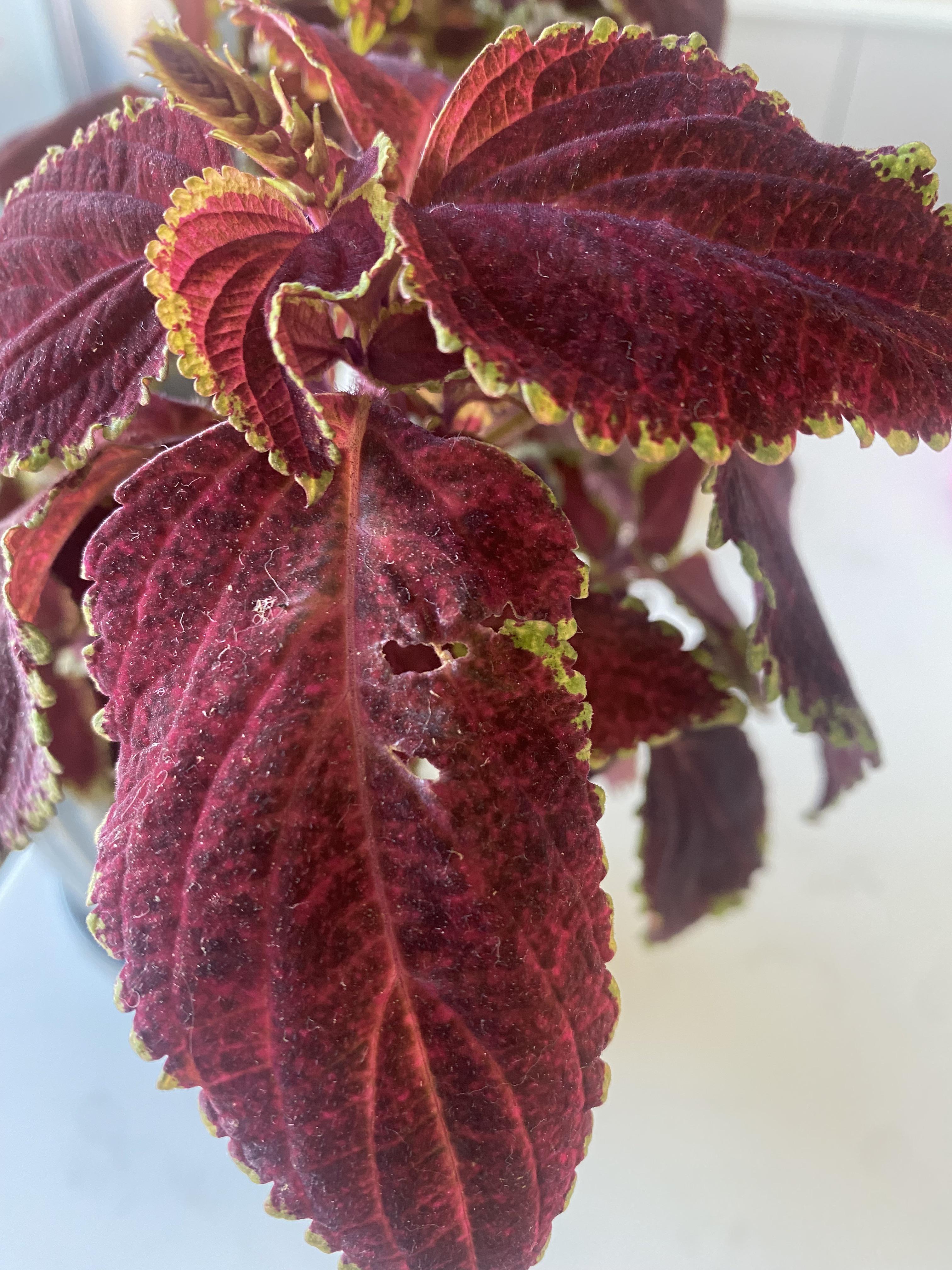 Something is eating my plant, how do I stop it? r/houseplants