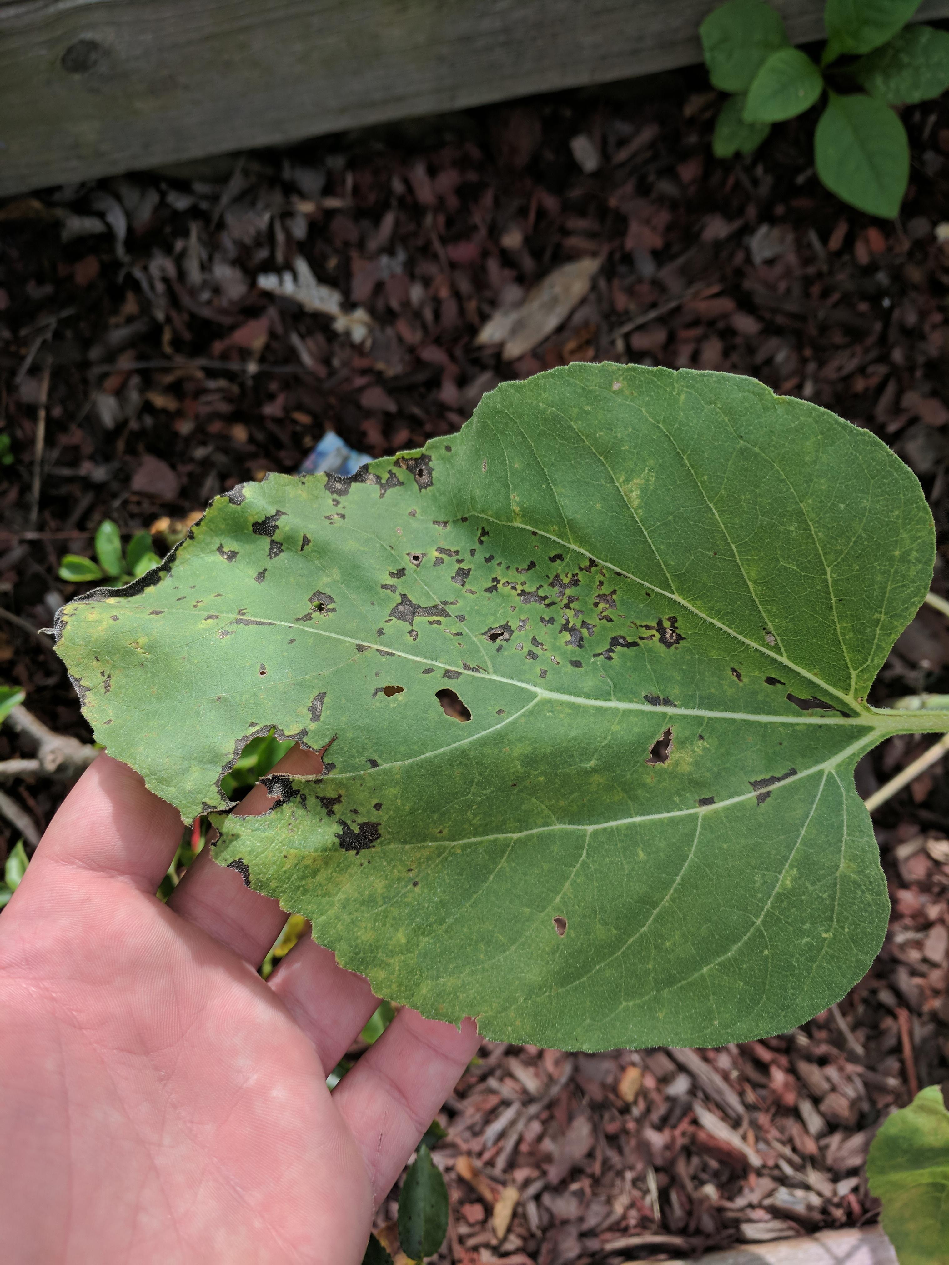Sunflower, Alabama. Most of the leaves just have the holes, this one is