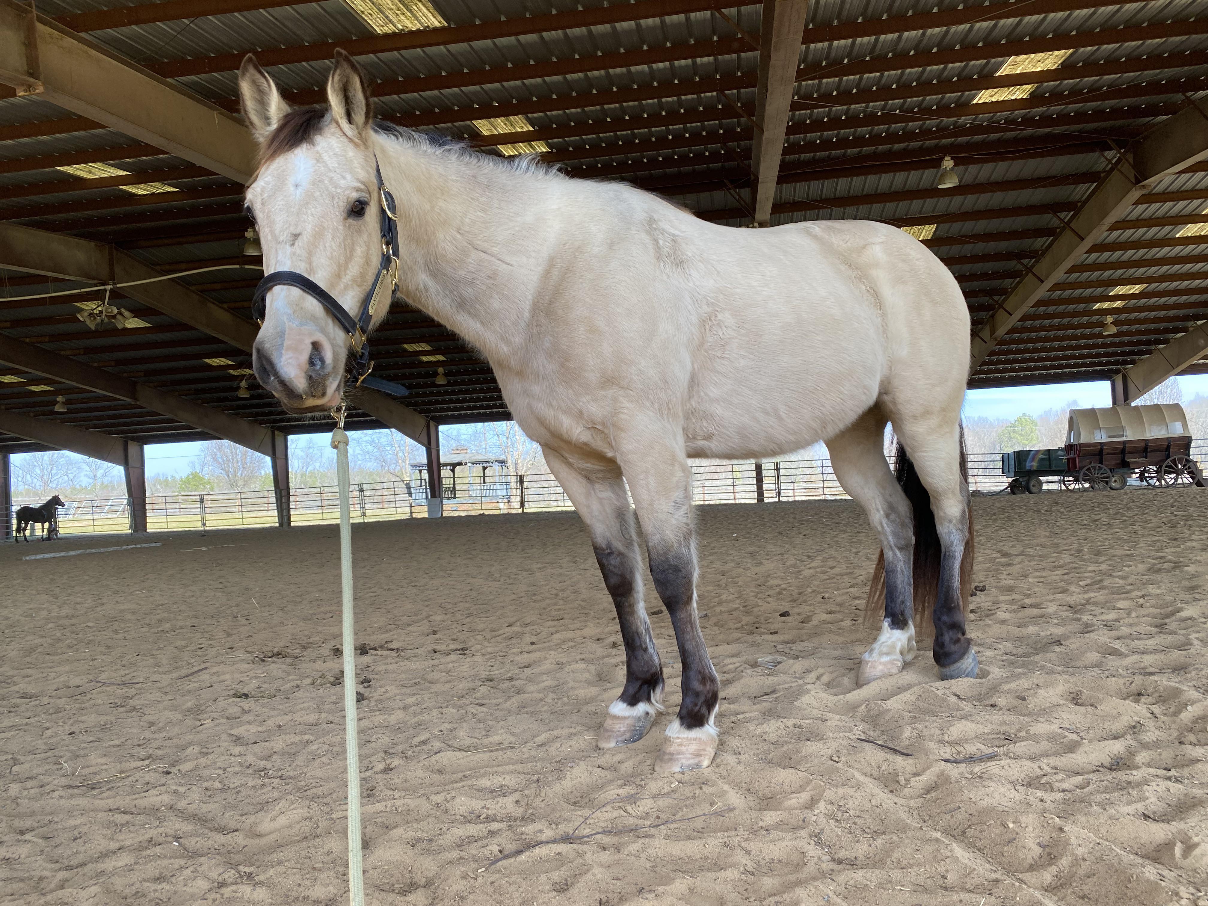 test for my grade came back as quarter horse/mountain pleasure