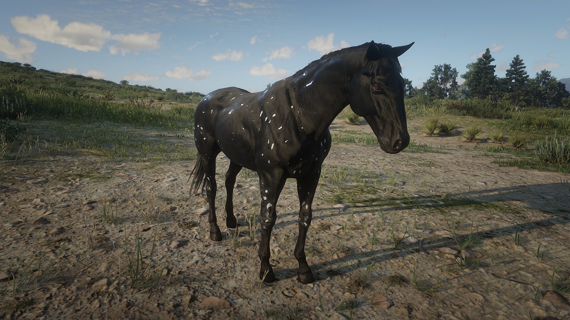 131 best Appaloosa images on Pholder Reddeadredemption, Equestrian