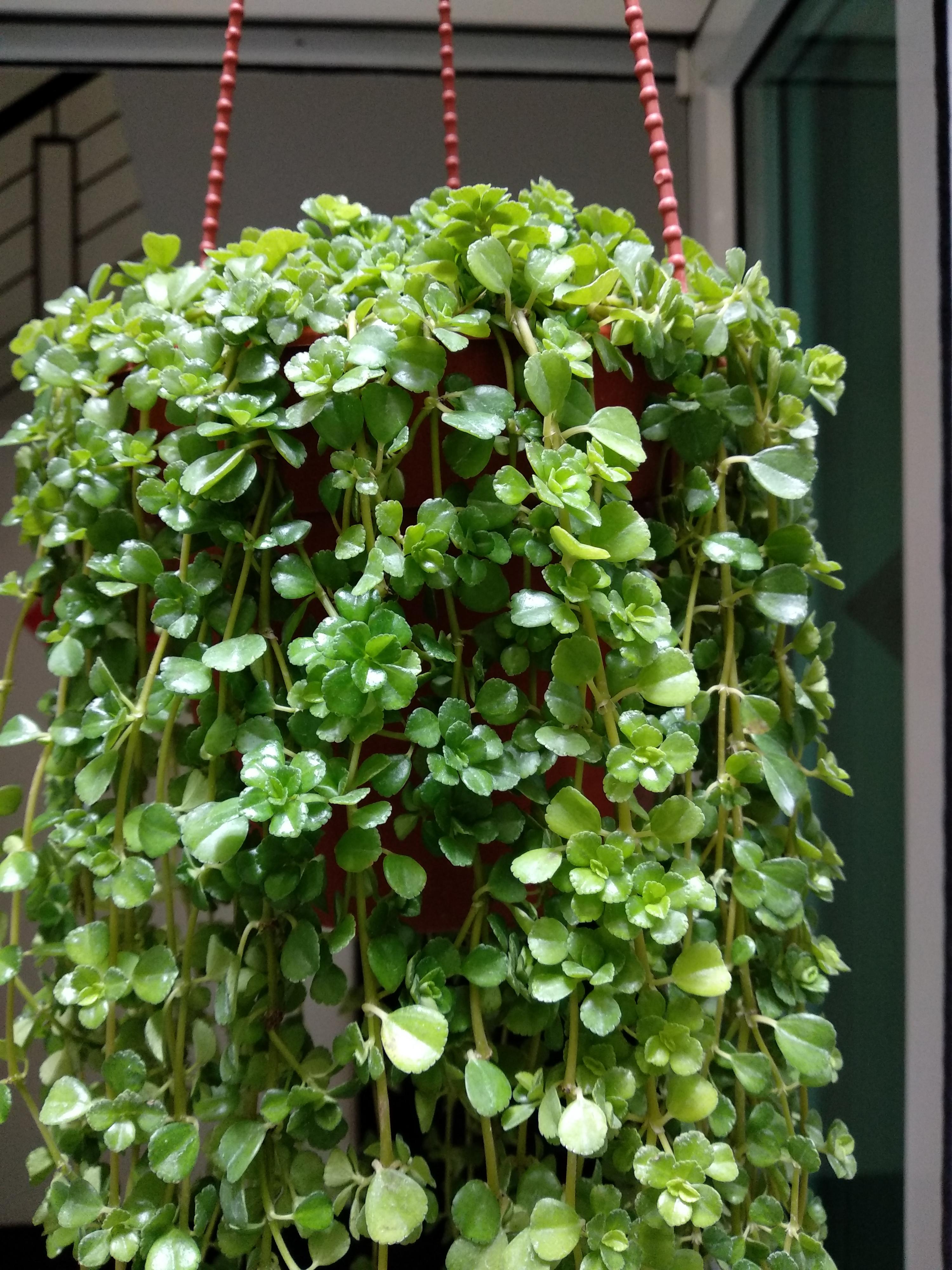 What species of hanging plant is this? And how easy is it to propagate