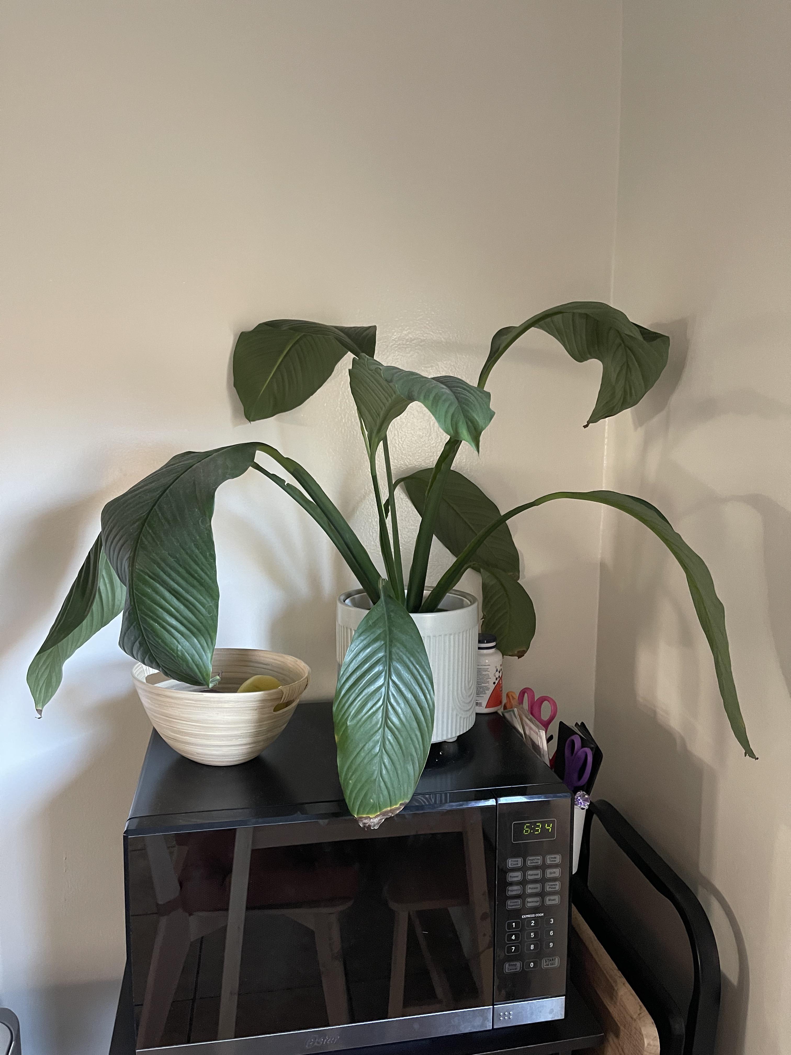 How to help my sensation plant? It’s always droopy. It perks up with