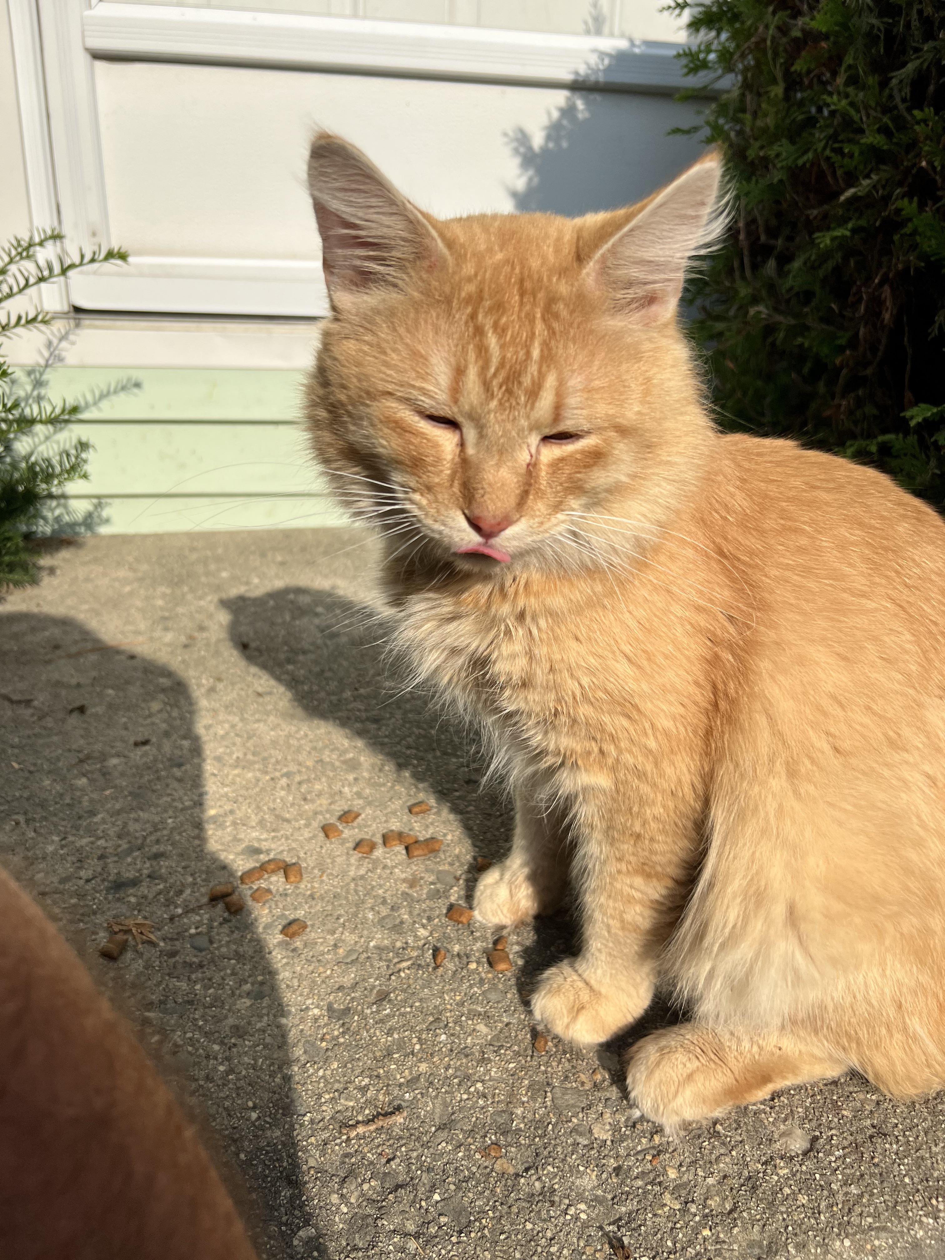 If anyone knows someone missing an orange cat in Lewiston this super