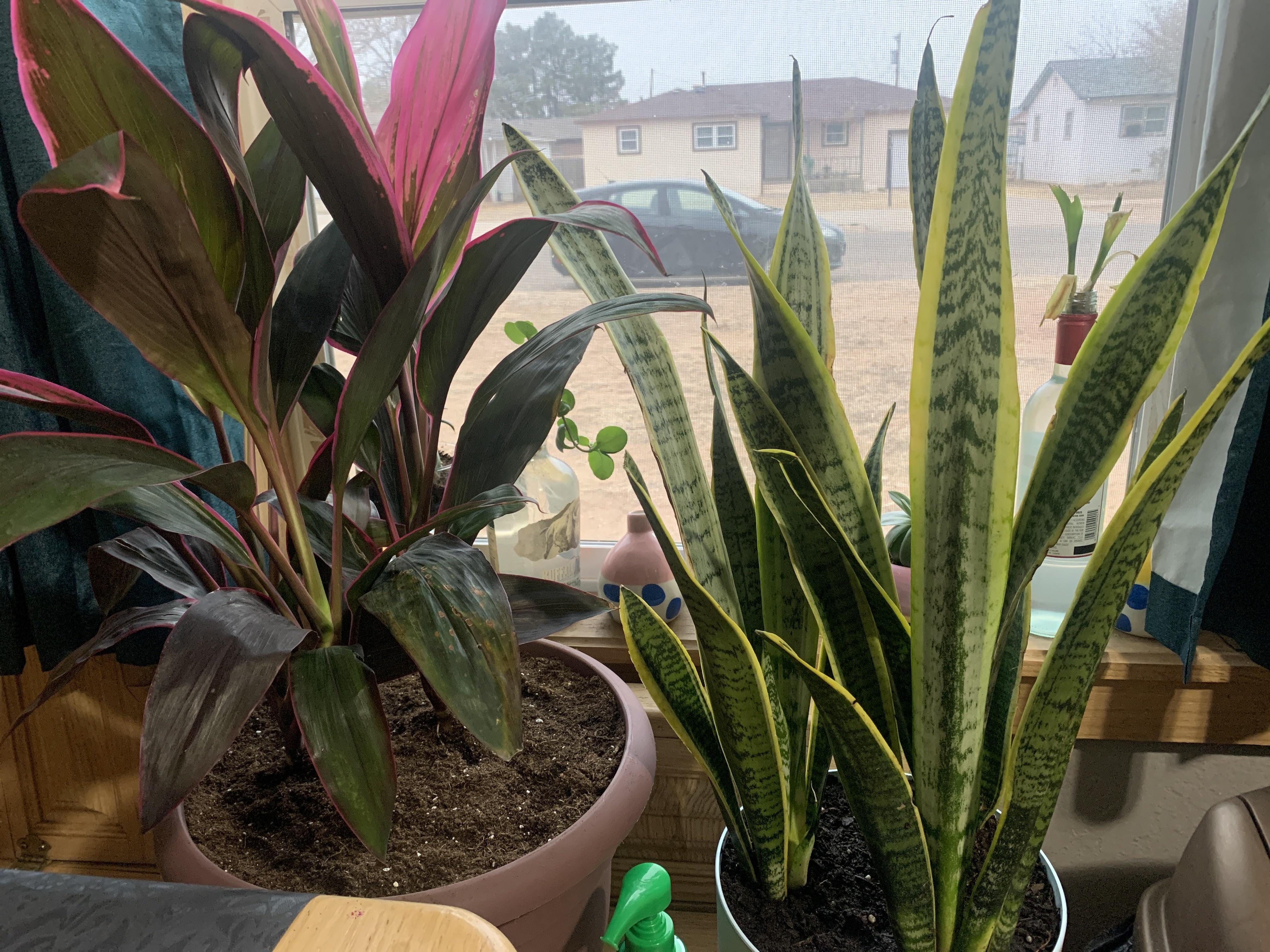 Purchased these yesterday. Snake plant soil is pretty soggy, do I let