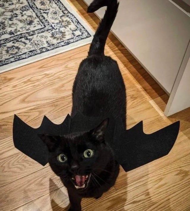 PsBattle This cat in a bat costume.