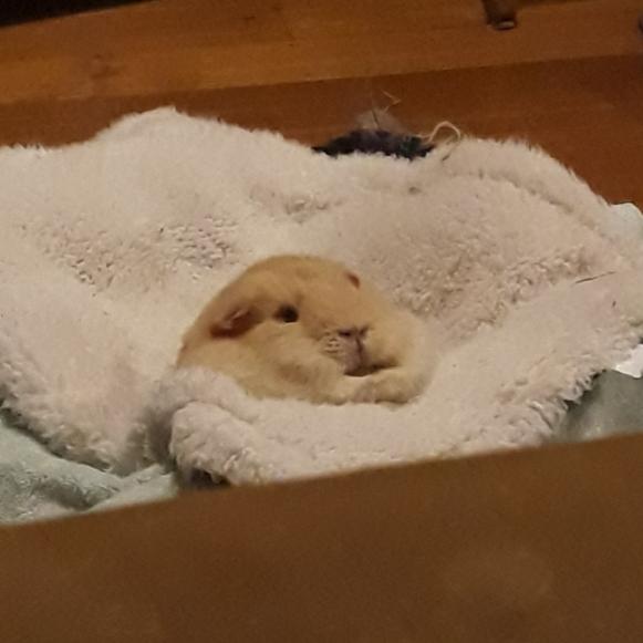 My Sisters GPig, because double chins are the best pillow r/Chonkers