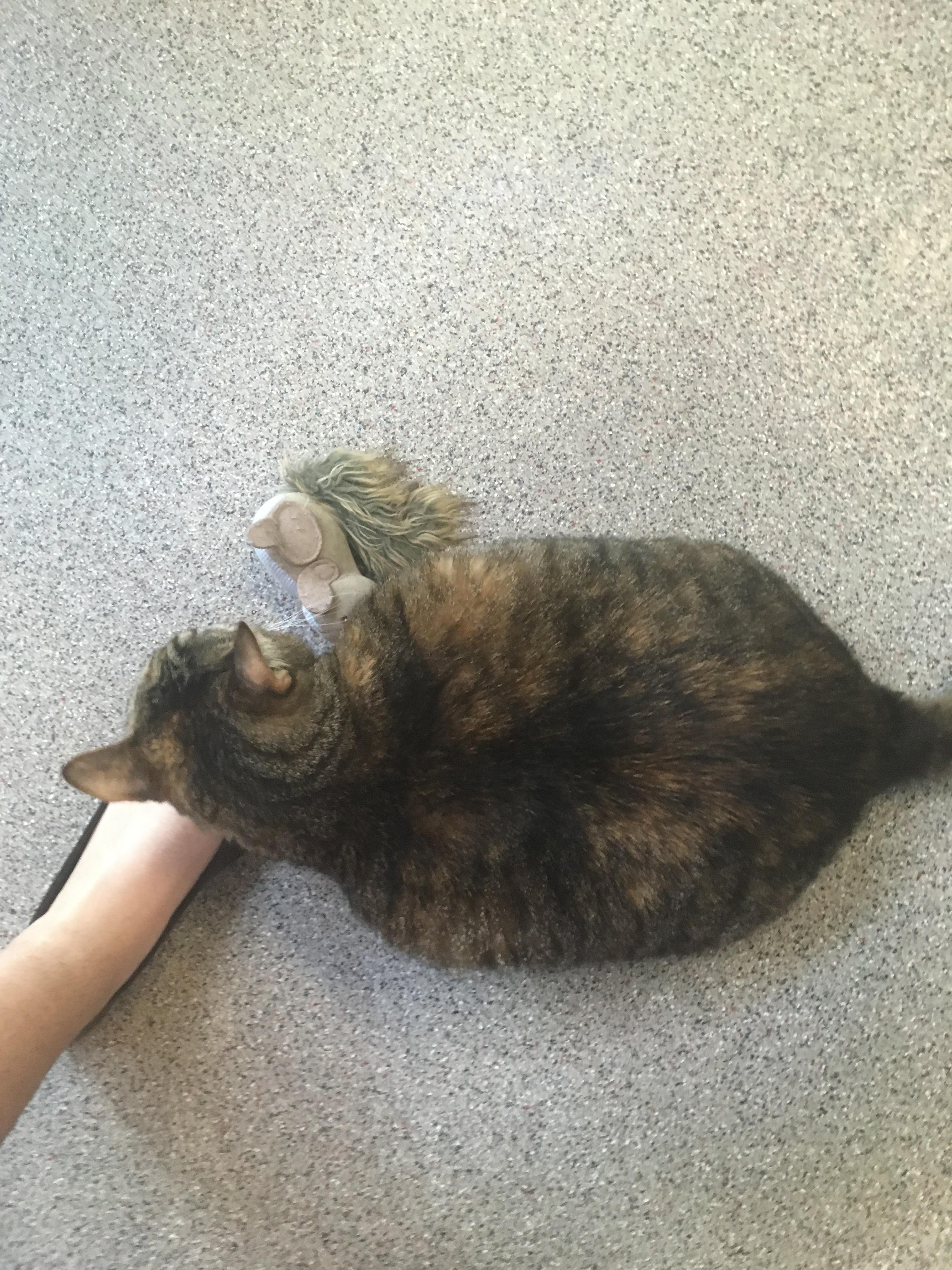 I was told to put this here. Found at a cat rescue in a room by himself