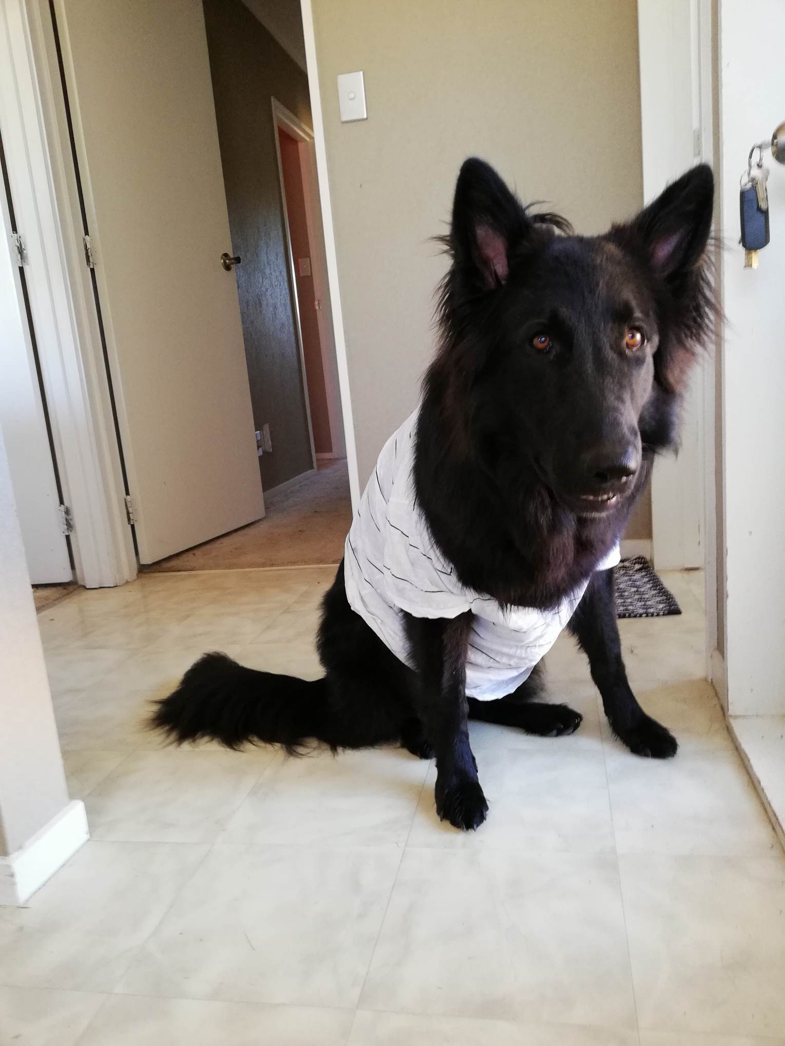 We put our pup in a tshirt to stop her from licking an ouchie and now