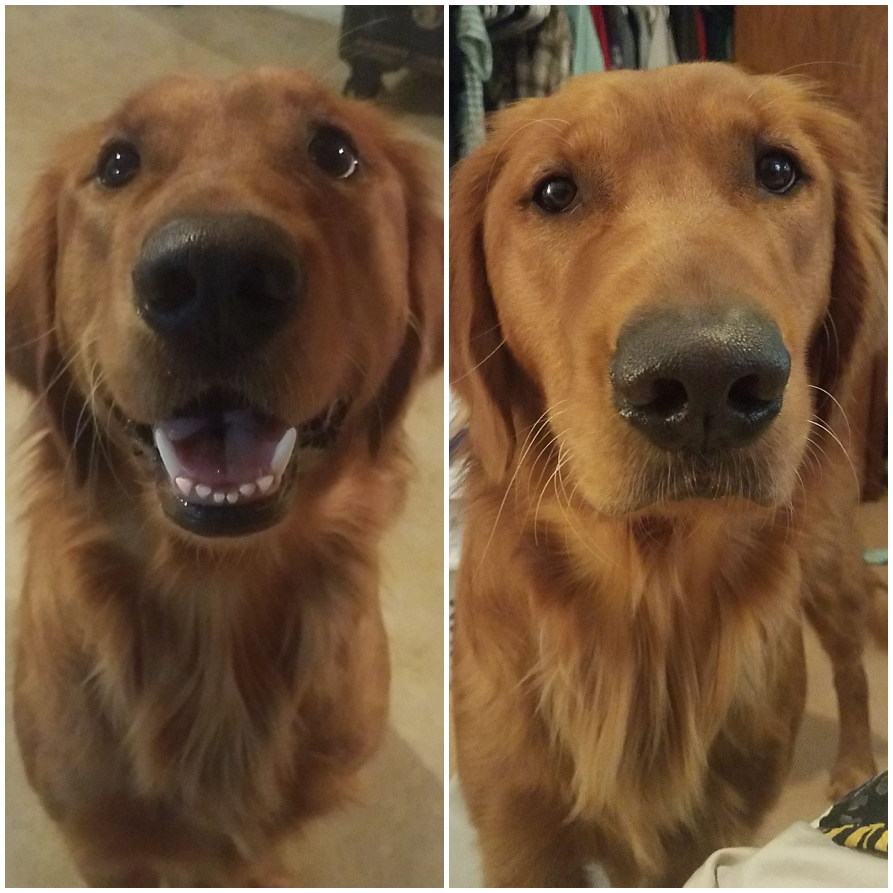 My dog when I open the Turkey stick... my dog after I ate the Turkey