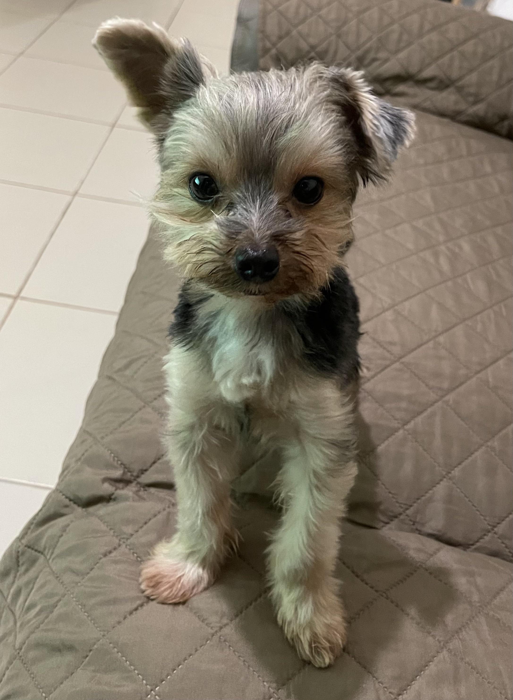 Our baby Bailey.. one ear up, one floppy ear down r/Yorkies