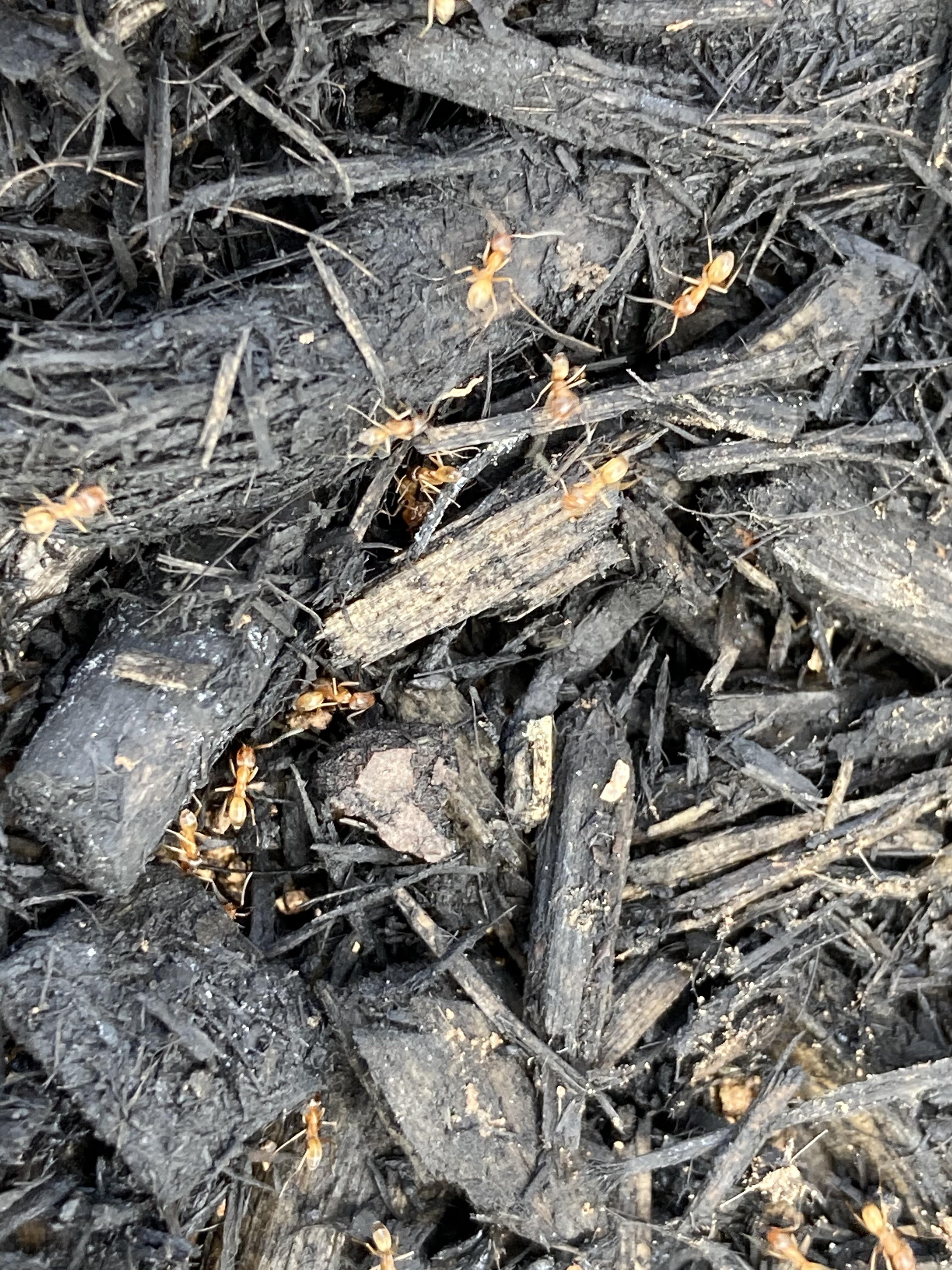 Found these in a bag of mulch near Austin, TX, USA. Small, light brown