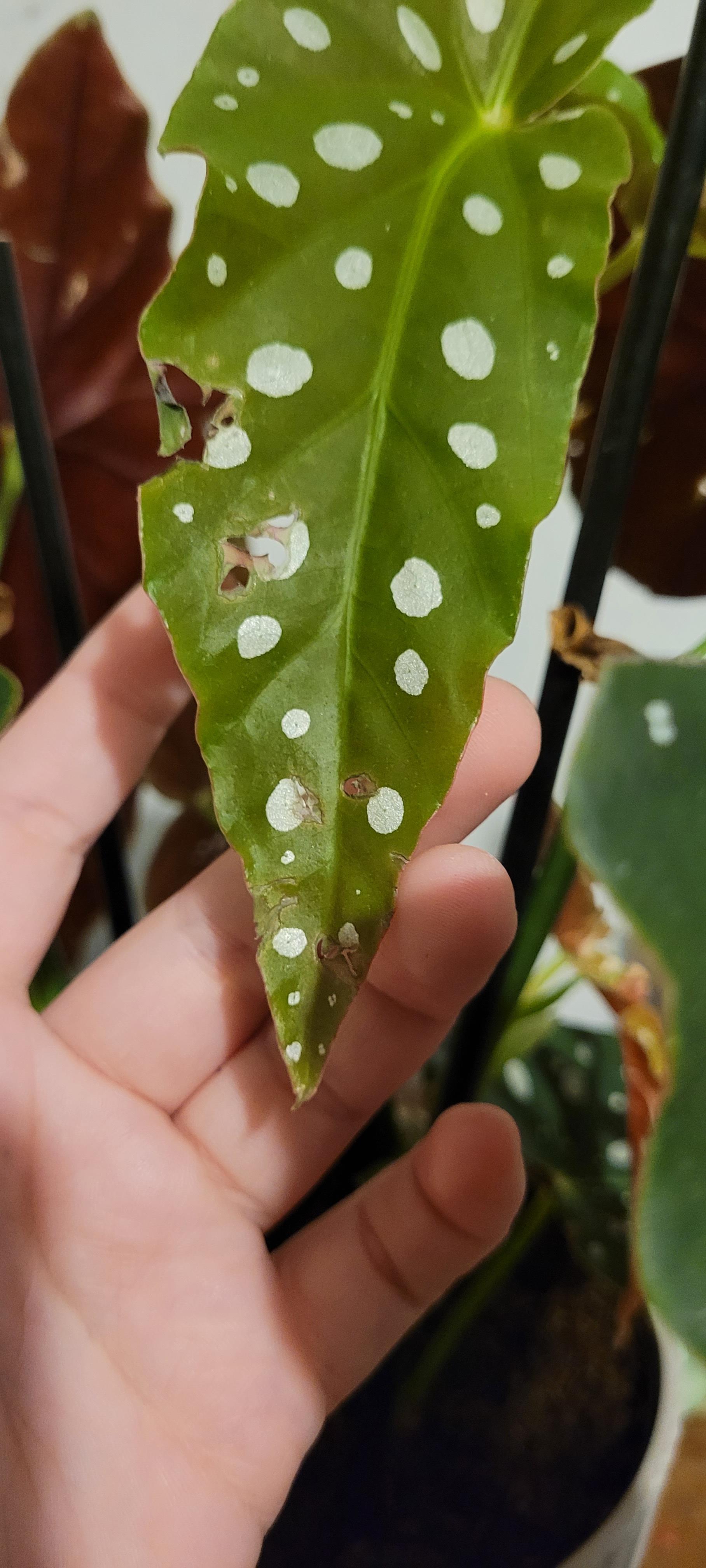 What is eating my plant? ( polkadot Begonia) r/houseplants
