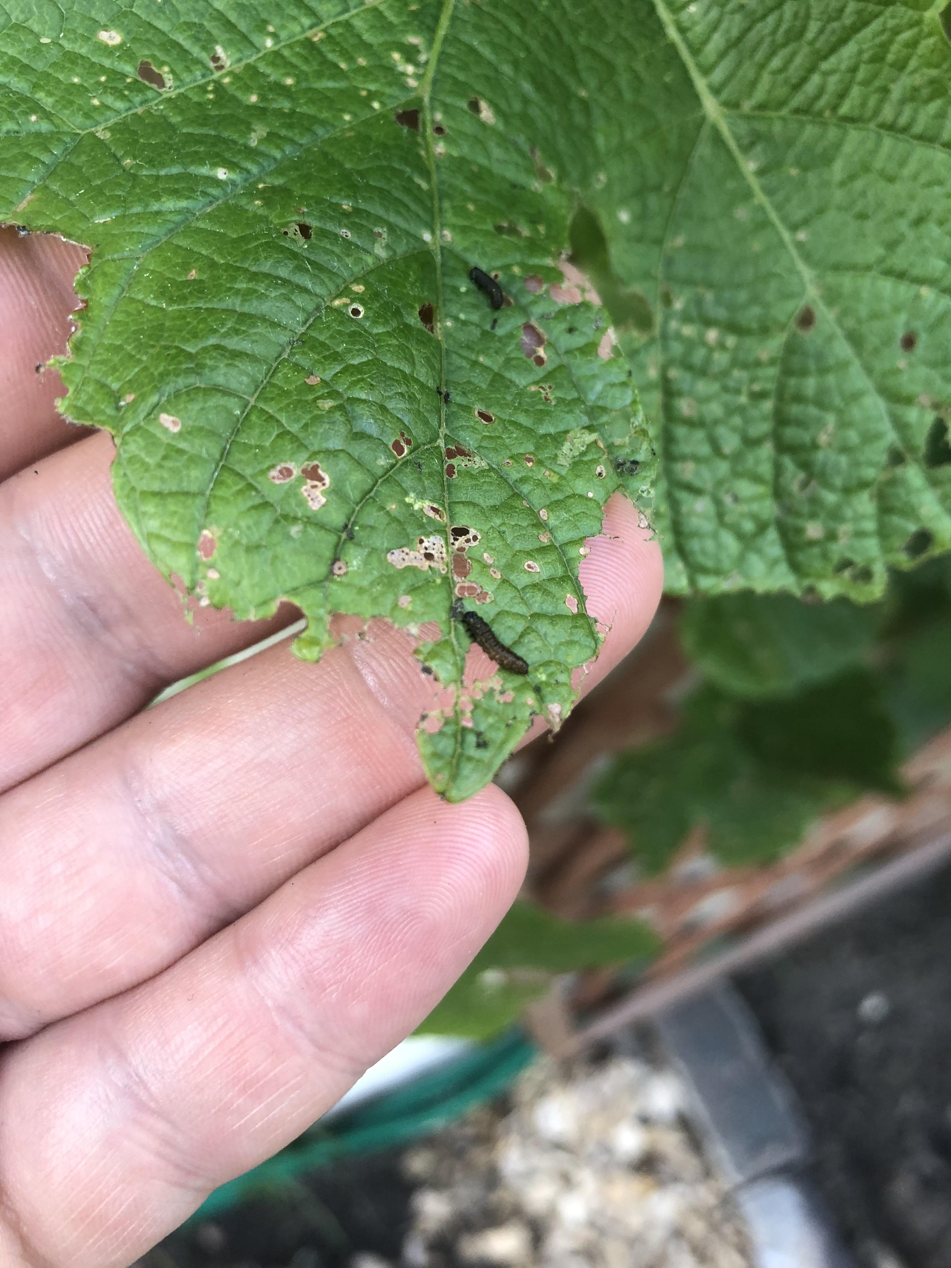 Hello all. These larvae are eating my grape leaves. Any idea what they